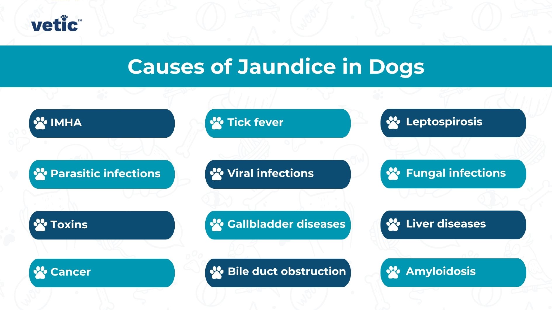 The image is a visual representation of various causes of jaundice in dogs. It’s presented in a clean and organized manner with a light blue background. The title “Causes of Jaundice in Dogs” is prominently displayed at the top. There are twelve different causes listed: IMHA, Tick fever, Leptospirosis, Parasitic infections, Viral infections, Fungal infections, Toxins, Gallbladder diseases, Liver diseases, Cancer, Bile duct obstruction, and Amyloidosis. Each cause is accompanied by an icon of a paw print. The Vetic logo is visible at the top left corner.