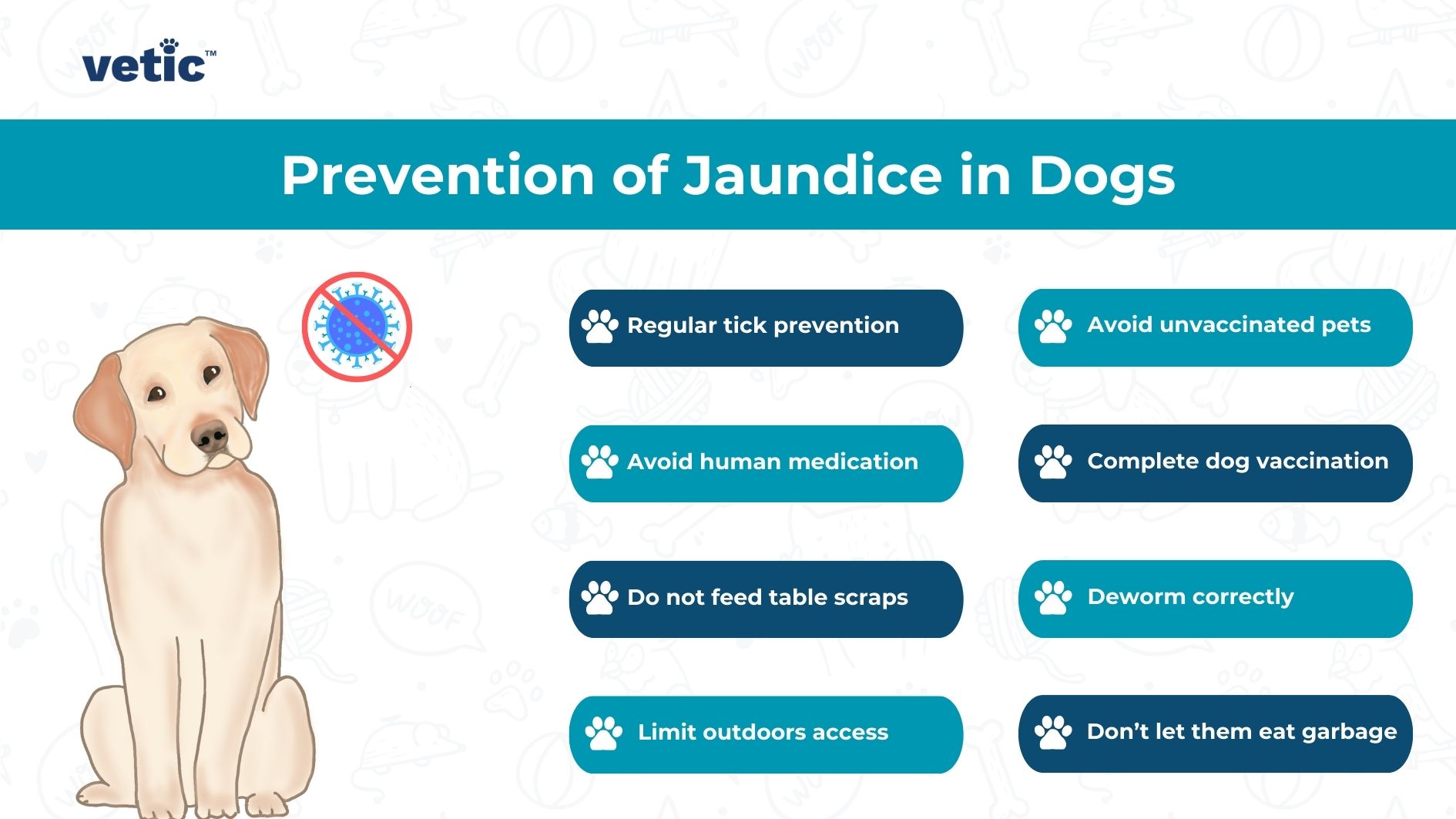 The image is an informational graphic from “vetic” about the “Prevention of Jaundice in Dogs”. A drawn image of a light-colored dog sitting is centrally placed. There are eight preventative measures listed with icons: Regular tick prevention, Avoid unvaccinated pets, Avoid human medication, Complete dog vaccination, Do not feed table scraps, Deworm correctly, Limit outdoors access, and Don’t let them eat garbage.