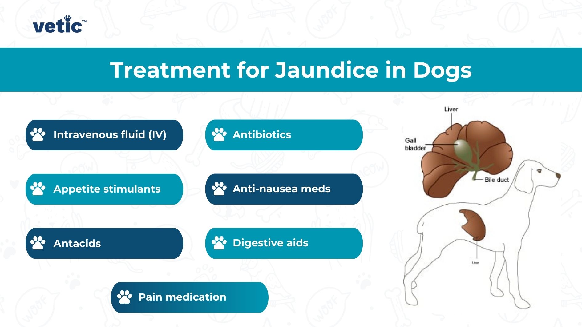 The image is an informational graphic from “vetic” on the treatment for jaundice in dogs. It features a light blue background with faint illustrations of various dog breeds. The title “Treatment for Jaundice in Dogs” is prominently displayed at the top. Below the title are six blue paw print icons each followed by different types of treatments written in white text inside dark blue bubbles. Treatments listed: Intravenous fluid (IV), Antibiotics, Appetite stimulants, Anti-nausea meds, Antacids, Digestive aids. Below these treatments is an icon of a pill followed by “Pain medication.” On the right side is an illustration of a dog with its internal organs like liver and gall bladder visible. Labels indicate parts such as Liver, Gall bladder and Bile duct. The liver is depicted in brown color.