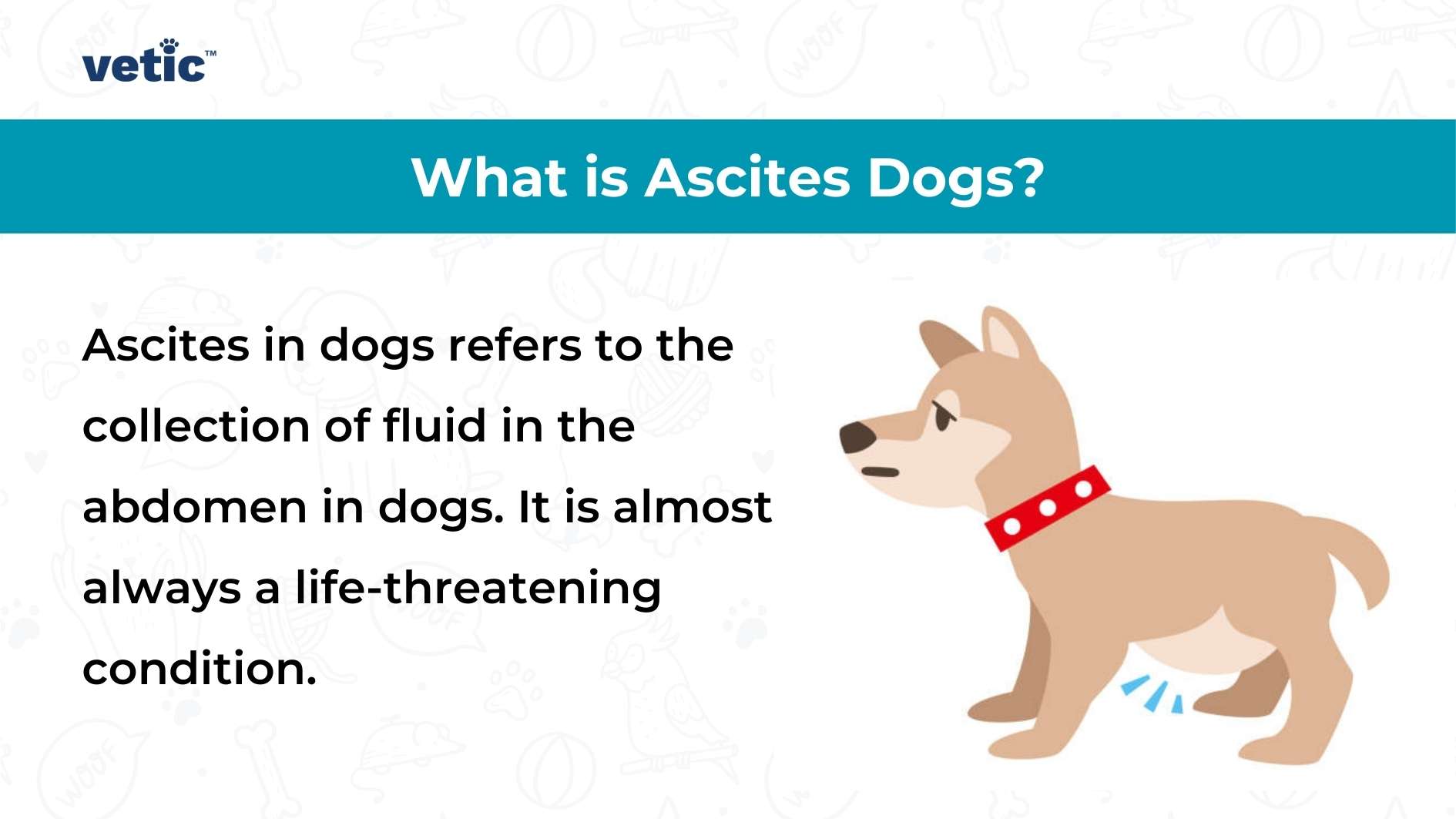 Fluid in the Abdomen of Dogs Signs Causes and Treatment