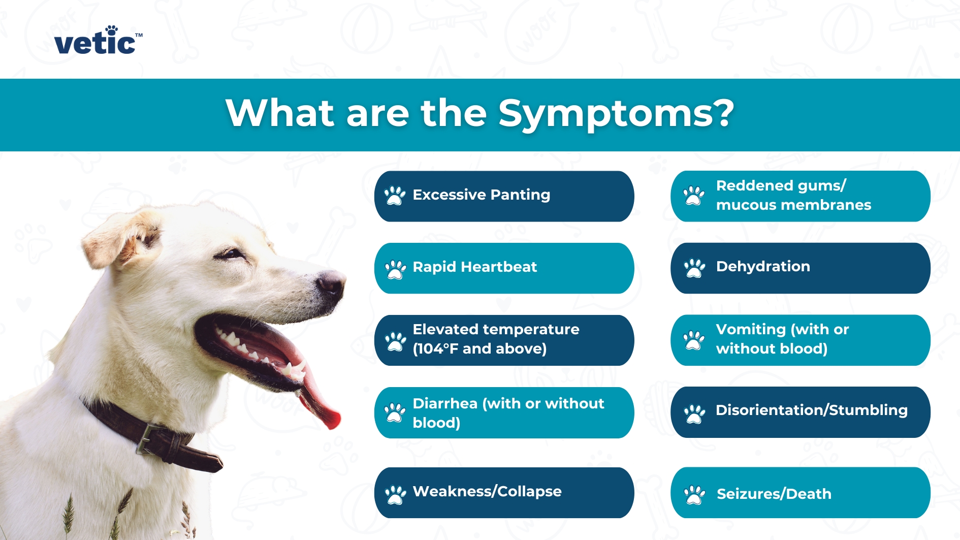 How do you know if your dog has heatstroke? The signs listed by Vetic include excessive panting, red gums and mucous membrane, rapid heartbeat, severe dehydration, elevated body temperature (above 104 degree Fahrenheit), Disorientation, weakness, seizures and collapse