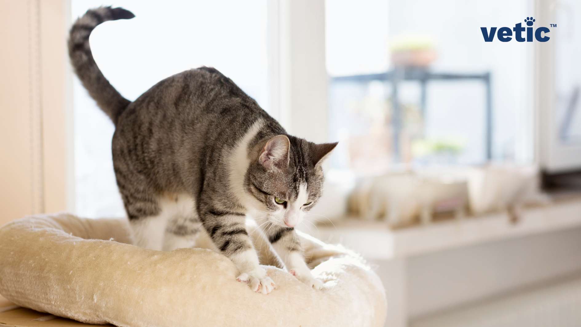 A cat with grey and white fur is stretching on a beige pet bed by a window, with the word “vetic” in the upper right corner. the cat is kneading on the pet bed. Cats purr and knead very frequently when they are pleased or ready to sleep.