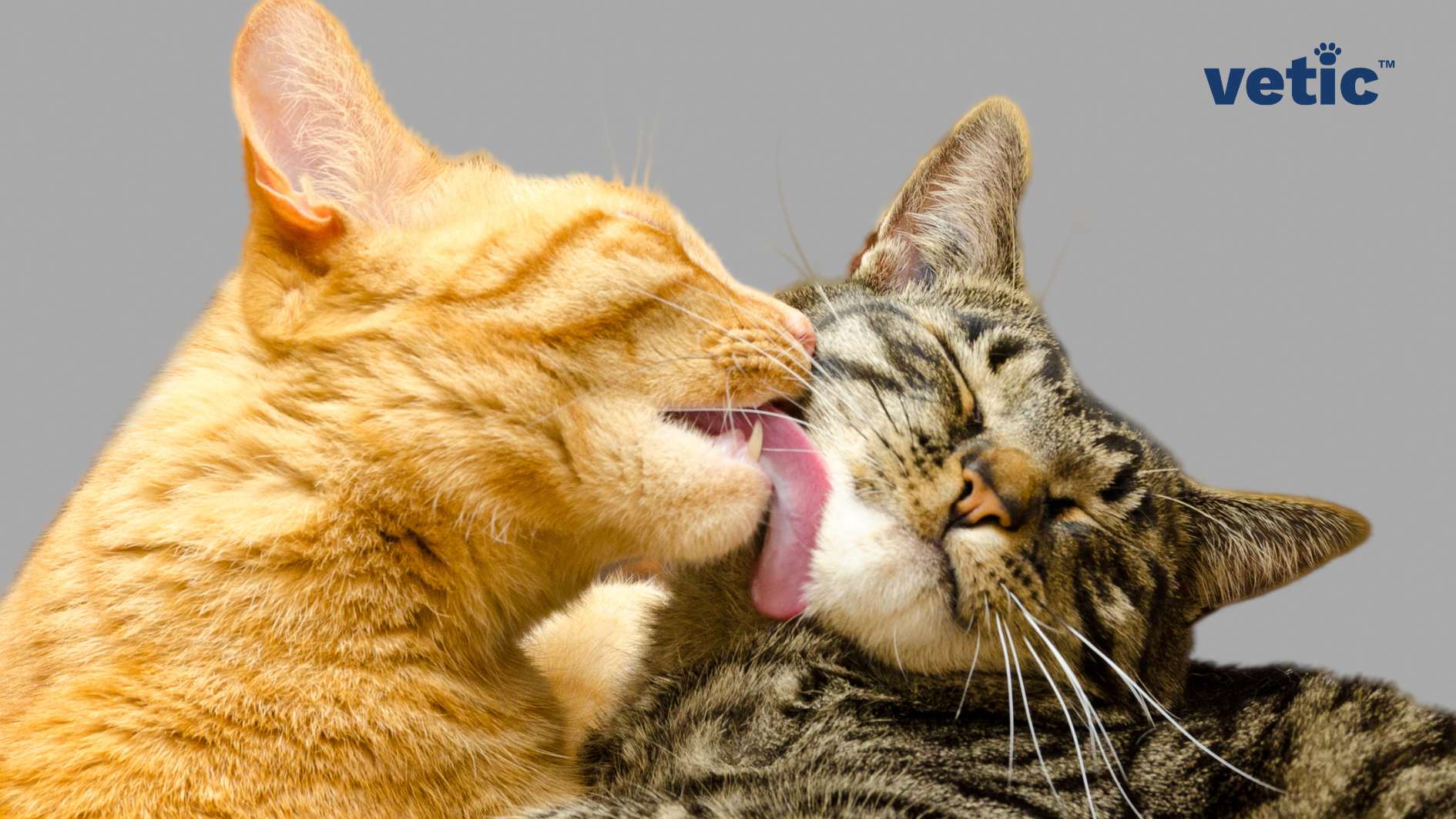 Two cats, one orange and one grey striped, grooming each other. The orange cat is licking the grey striped cat’s head. Adult cats rarely Meow at each other. They do not need to vocalise to communicate. Cats often communicate perfectly through body language.