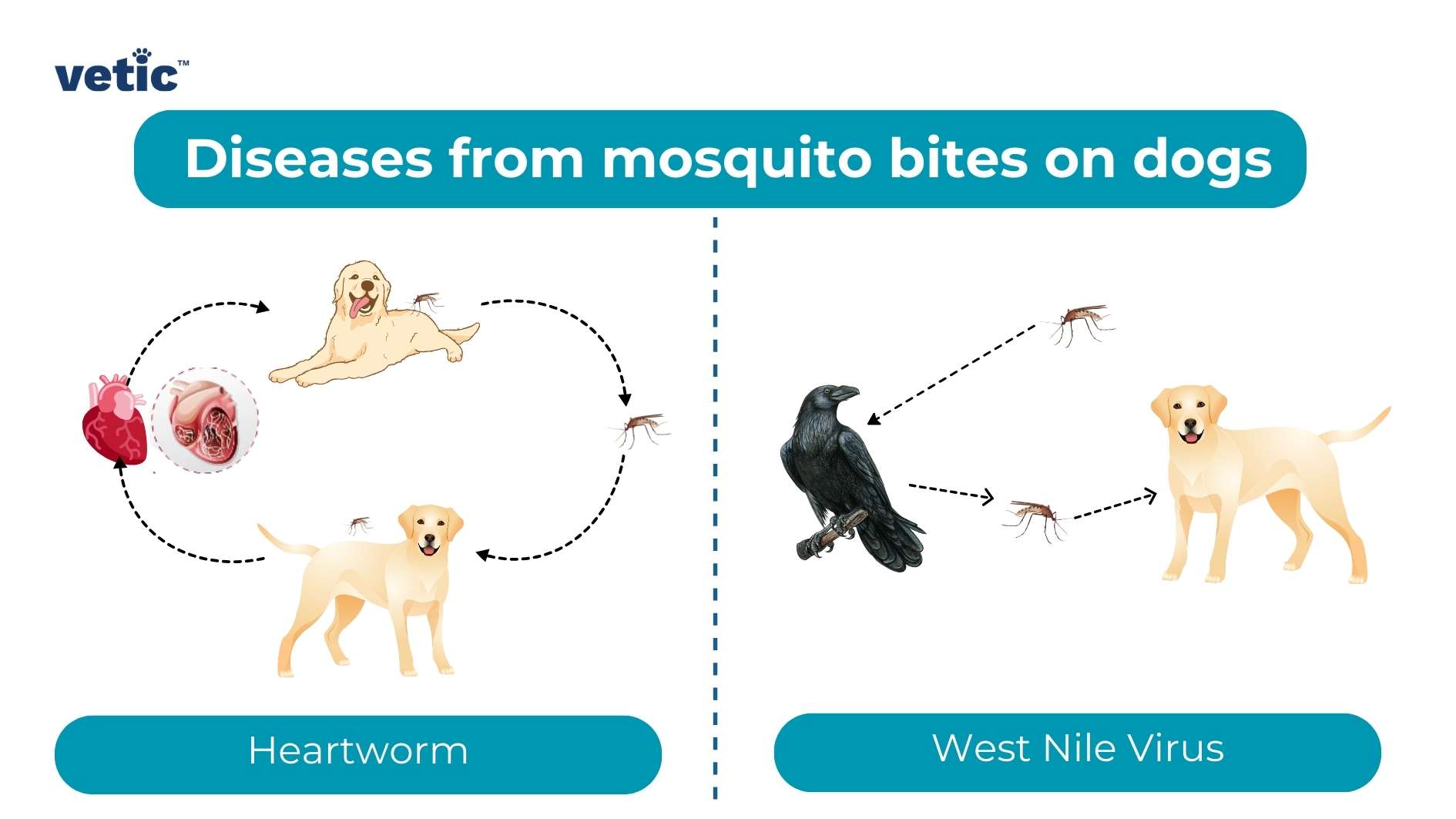 The image is a bright and educational infographic titled “Diseases from mosquito bites on dogs,” presented by ‘vetic.’ On the left side, under the heading “Heartworm,” there is an illustration of a light brown dog lying down with its tongue out, surrounded by an outline suggesting movement or discomfort. Next to this dog is an image of a heart intertwined with worm-like creatures, indicating heartworms caused by mosquito bites. A dotted line connects the heart to a mosquito and then back to another image of the same breed of dog standing up. On the right side of the infographic, labeled “West Nile Virus,” there’s an illustration showing a black crow in flight connected by dotted lines to a mosquito and then to another light brown dog standing upright. This section suggests that mosquitoes can transmit West Nile Virus from infected birds like crows to dogs. The infographic uses simple illustrations with minimal color - primarily blues for text and outlines - against a white background for clarity. It effectively communicates how mosquitoes act as vectors for serious diseases affecting dogs’ health.