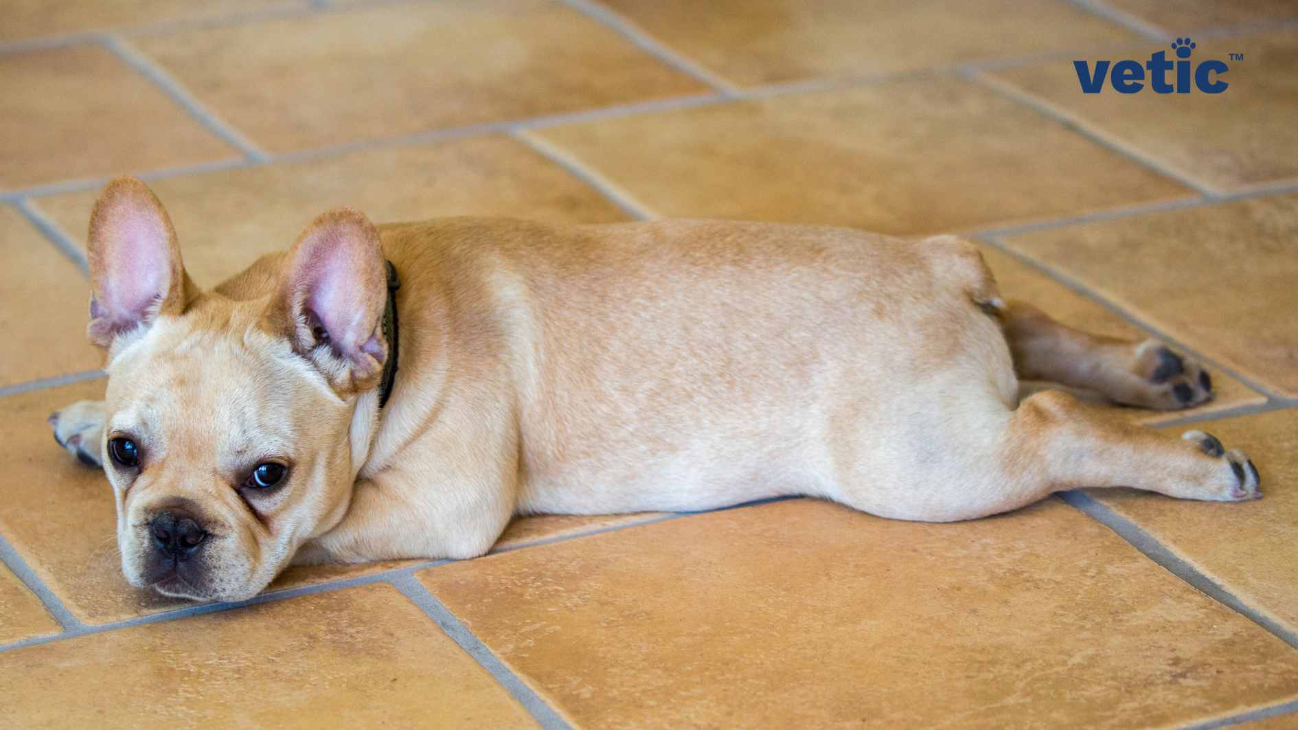 A light brown French Bulldog with large bat-like ears is lying down on a terracotta-tiled floor. The dog appears relaxed and is looking directly at the camera with a soft gaze. In the top right corner, there is a watermark or logo that reads ‘vetic’