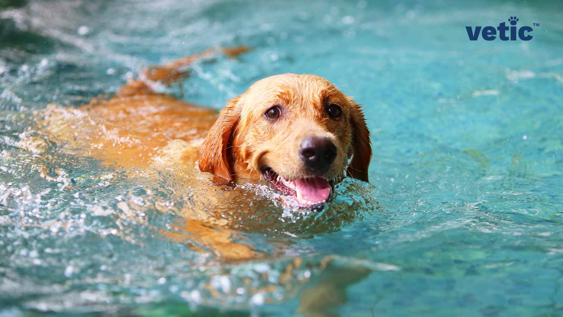 A golden retriever swimming in clear blue water, its head above the surface as it looks forward with a relaxed expression. The dog is probably in hydrotherapy, which is excellent for hip dysplasia. When medium to large breeds such as the Golden Retriever sploot, they are typically showing signs of joint pain or hip dysplasia which can be addressed by physiotherapy.