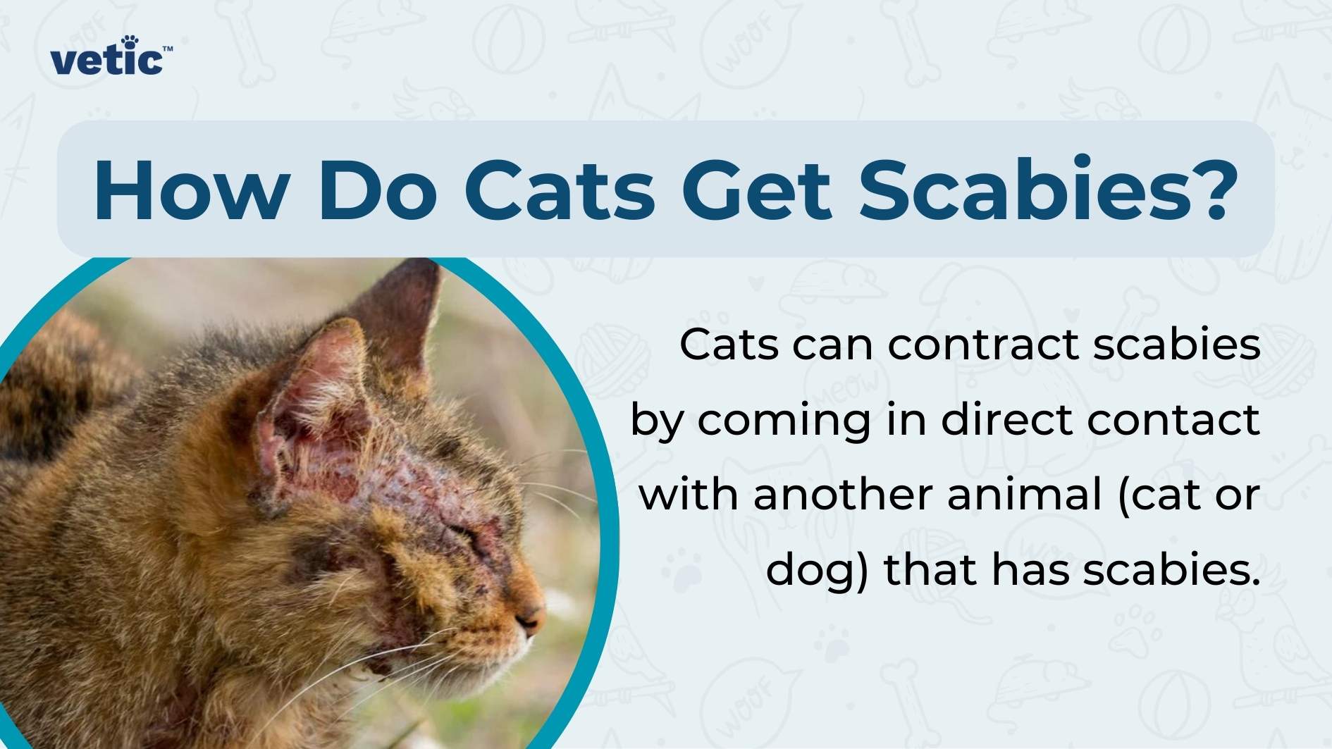 The image features a title “How Do Cats Get Scabies?” in bold white letters against a blue background, accompanied by explanatory text below it. On the left side, there is a close-up photo of a cat’s head with visible skin irritation around its ear, indicating the condition of scabies. The background is decorated with faint doodles of paw prints and bones, and there is a logo or watermark that reads “vetic” in the bottom right corner.