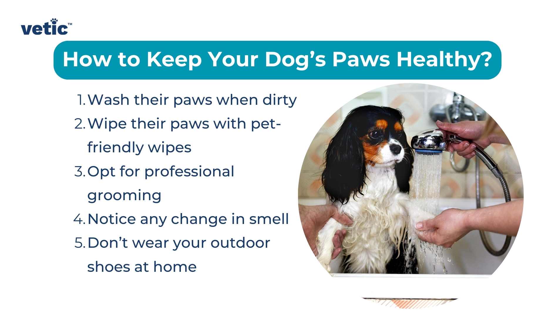 The image by Vetic features a light blue background with the title “How to Keep Your Dog’s Paws Healthy?” in bold, dark blue text at the top. Below the title, there’s a numbered list of five tips, written in black text: Wipe their paws with pet-friendly wipes. Opt for professional grooming. Provide foot protection in extreme weather. Notice any change in smell. Avoid wearing outdoor shoes at home. To the right of the text, there’s a photograph of a dog’s paw being washed under running water from a faucet. The dog appears to be a Cavalier King Charles Spaniel with black, white, and brown fur. A person gently holds the paw, wearing a white sleeve. In the bottom left corner, the logo for ‘vetic’ is visible in lowercase green letters.