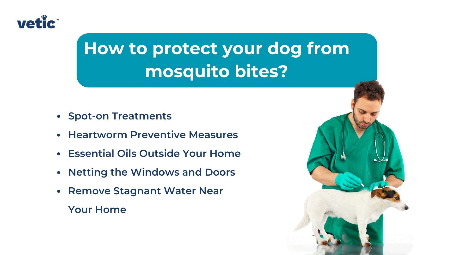 The image presents a bright blue background with white and green text providing information on “How to protect your dog from mosquito bites?” There is a logo at the top left corner that reads ‘vetic’. On the right side of the image, there is an individual wearing medical scrubs with their face obscured for privacy, standing next to a small white dog with brown spots. The individual appears to be in a veterinary clinic setting. On the left side, there is a bulleted list detailing various treatments and preventive measures against mosquito bites for dogs, including spot-on treatments, heartworm preventive measures, use of essential oils outside the home, netting the windows and doors, and removing stagnant water near one’s home. The image is relevant as it provides pet owners with practical advice on how to safeguard their dogs against mosquito bites on dogs, which can transmit diseases such as heartworm. The presence of the veterinary professional suggests expertise in pet care, reinforcing the credibility of the advice given.