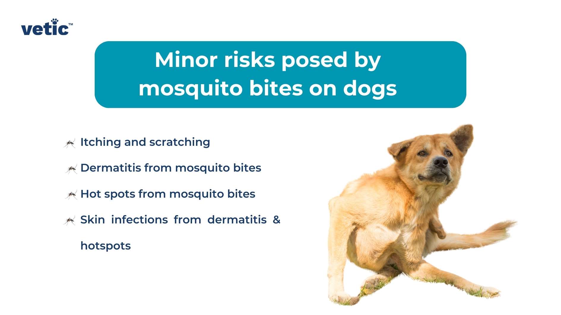 The image presents a visual aid for understanding the minor risks associated with mosquito bites on dogs. On the left side, there is text that reads “Minor risks posed by mosquito bites on dogs,” followed by bullet points listing specific health issues: itching and scratching, dermatitis from mosquito bites, hot spots from mosquito bites, and skin infections from dermatitis & hotspots. These points are presented in blue text against a light background. On the right side of the image is a photograph of an adult dog sitting down and looking slightly to its left with its mouth open as if panting or smiling. The dog has tan fur with some white areas around the face and paws. In the bottom right corner is the logo for ‘vetic,’ which appears to be associated with this informational graphic.