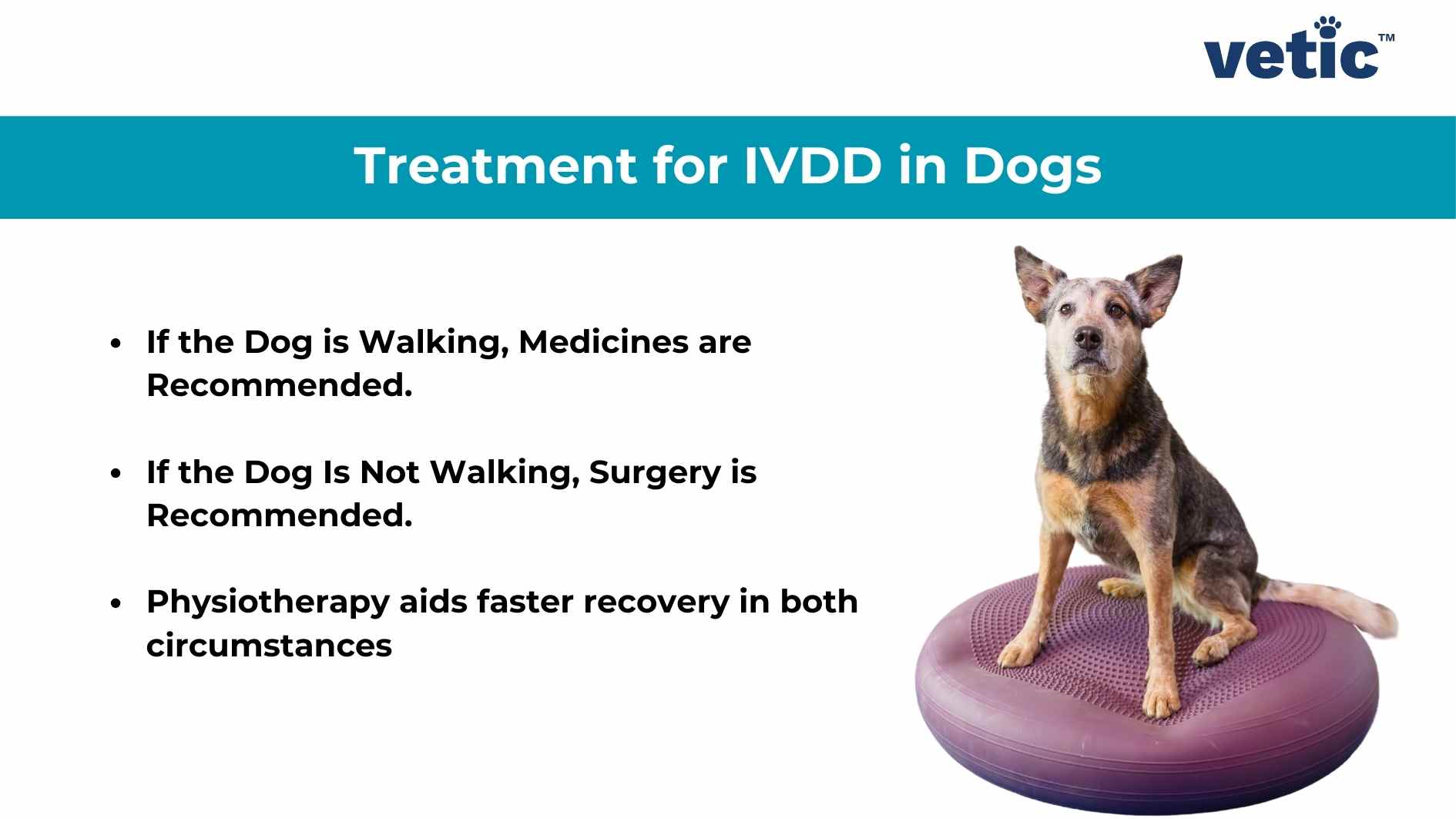 An informative slide titled “Treatment for IVDD in Dogs” from Vetic. It features a bullet-pointed list of treatments alongside an image of a dog standing on a purple balance cushion. The text reads: “If the Dog is Walking, Medicines are Recommended. If the Dog Is Not Walking, Surgery is Recommended. Physiotherapy aids faster recovery in both circumstances.”