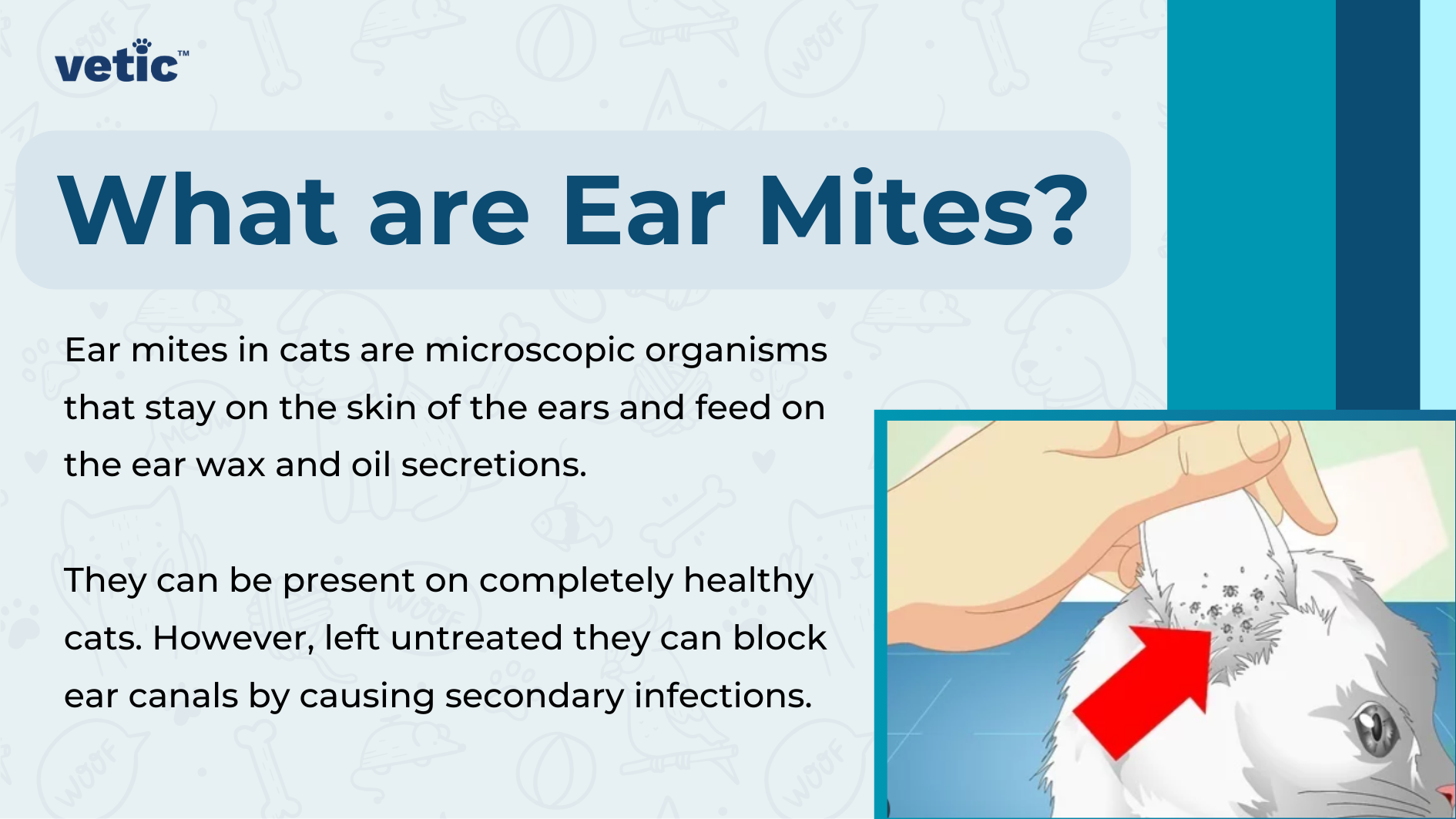 The image by Vetic is divided into two main sections. On the left side, against a light blue backdrop adorned with faint outlines of various animals and paw prints, there is prominent text that reads “What are Ear Mites?” Below this heading is smaller text providing information about ear mites in cats, describing them as microscopic organisms that live on the skin inside ears and survive by consuming ear wax and oil secretions. It also mentions that these mites can lead to complications such as blockages or infections if not treated properly. On the right side of the image, there is an illustration depicting part of a person’s hand holding onto a white cat’s head to examine its ear. A red arrow points towards the inner part of the cat’s ear to signify where ear mites would typically be found. The overall design uses shades of blue for informational content while using white for illustration to create contrast.