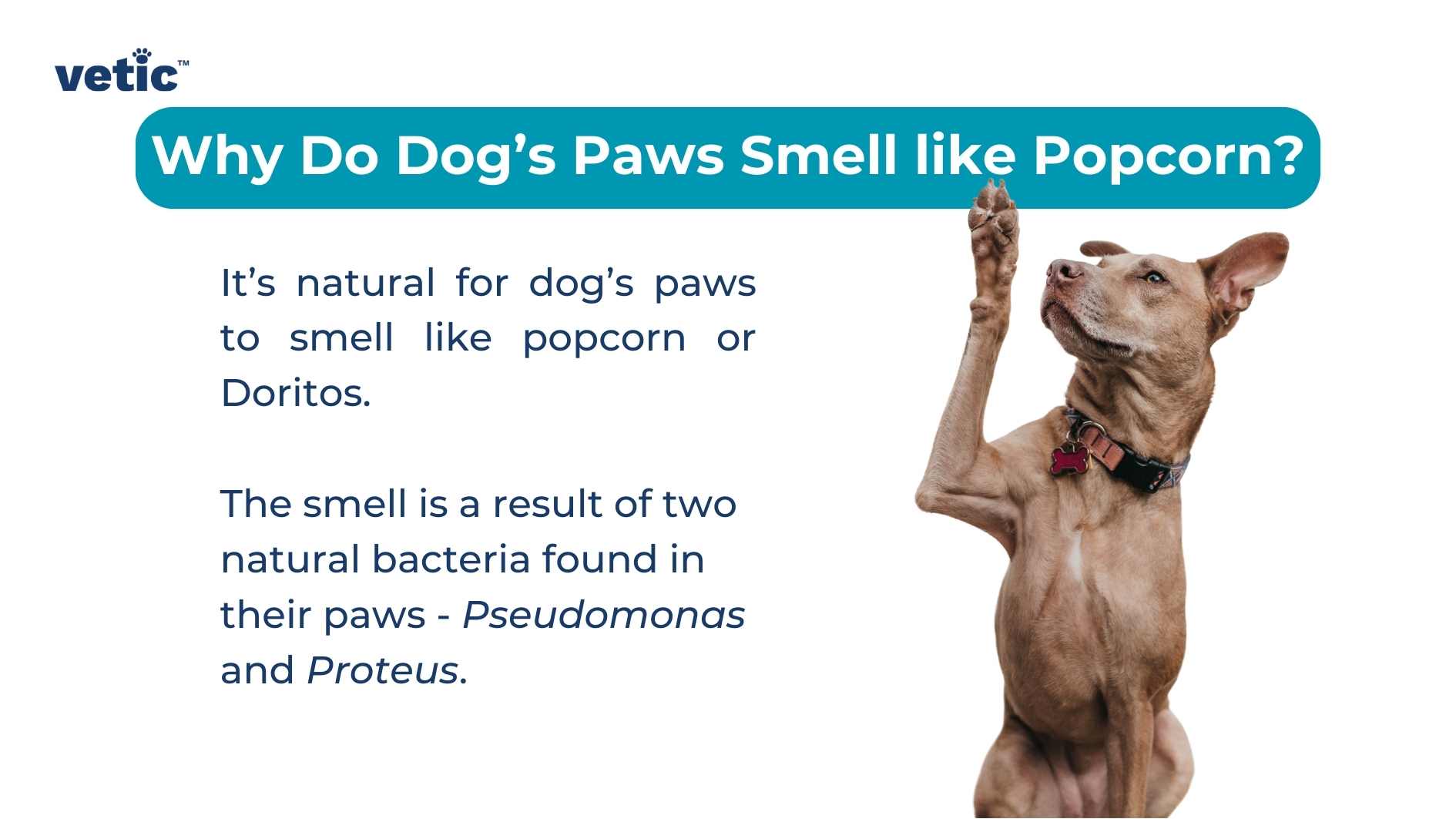 The image features a light blue background adorned with text and a captivating photograph. At the top, a lowercase logo reads “vetic." Directly below, in bold dark blue letters, a question piques curiosity: “Why Do Dog’s Paws Smell like Popcorn?” The subsequent smaller text provides an answer: “It’s natural for dog’s paws to smell like popcorn or Doritos.” But what’s the science behind it? The image reveals that two natural bacteria—Pseudomonas and Proteus—are responsible for this intriguing phenomenon. To the right side of the image, we find a delightful photograph of a light brown dog. With ears perked up and head slightly tilted, the dog appears mid-bark or mid-yawn. Its front right paw is raised, as if waving or reaching for something. The dog wears a red collar adorned with silver studs, adding a touch of style to its canine charm.