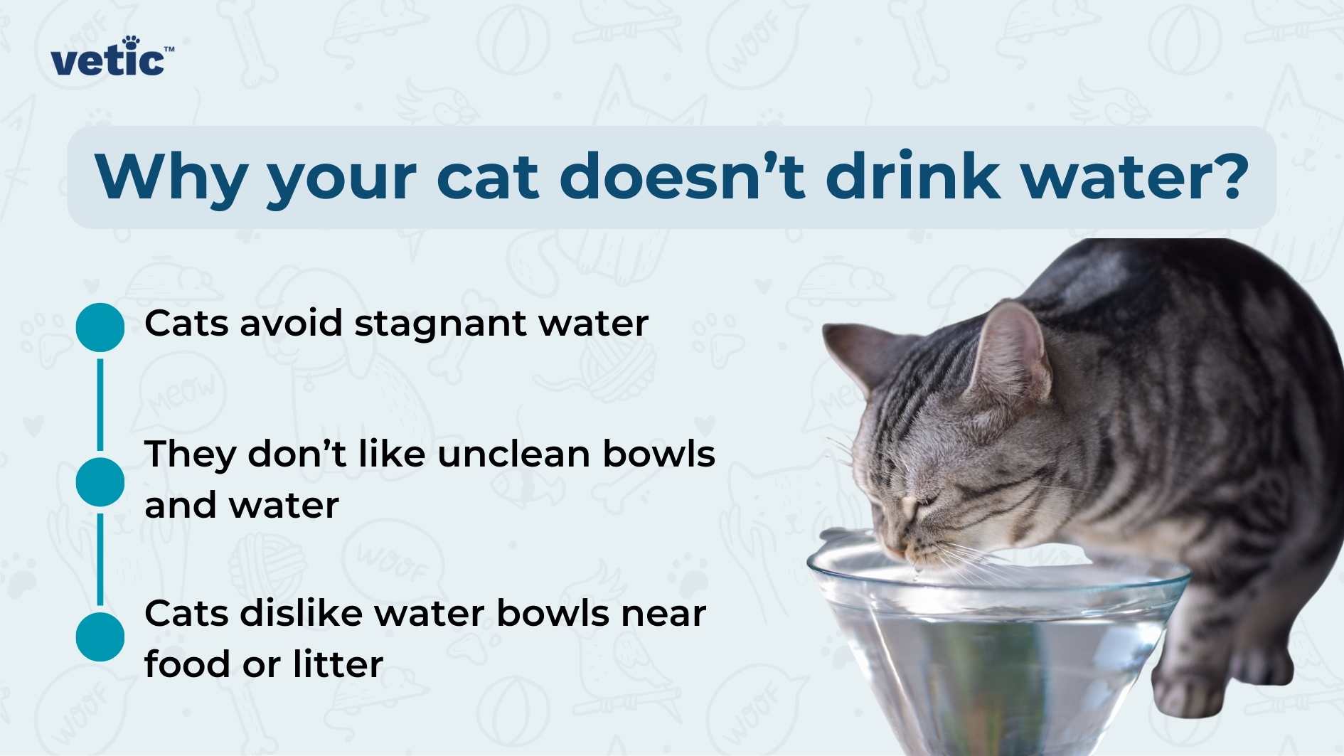 Why Your Cat Doesn t Drink Water and How You Can Change That