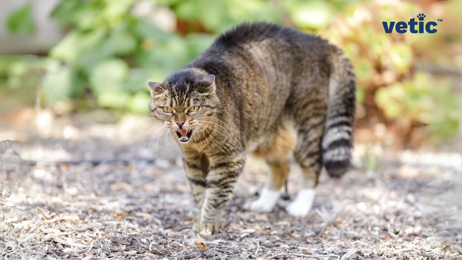 Photo of a Tabby cat outdoors on wood chips by Vetic veterinary services. The cat is hissing at an unknown threat and is almost in attack mode. She has her heckles up and tail puffed, with ears pushed back and teeth exposed.