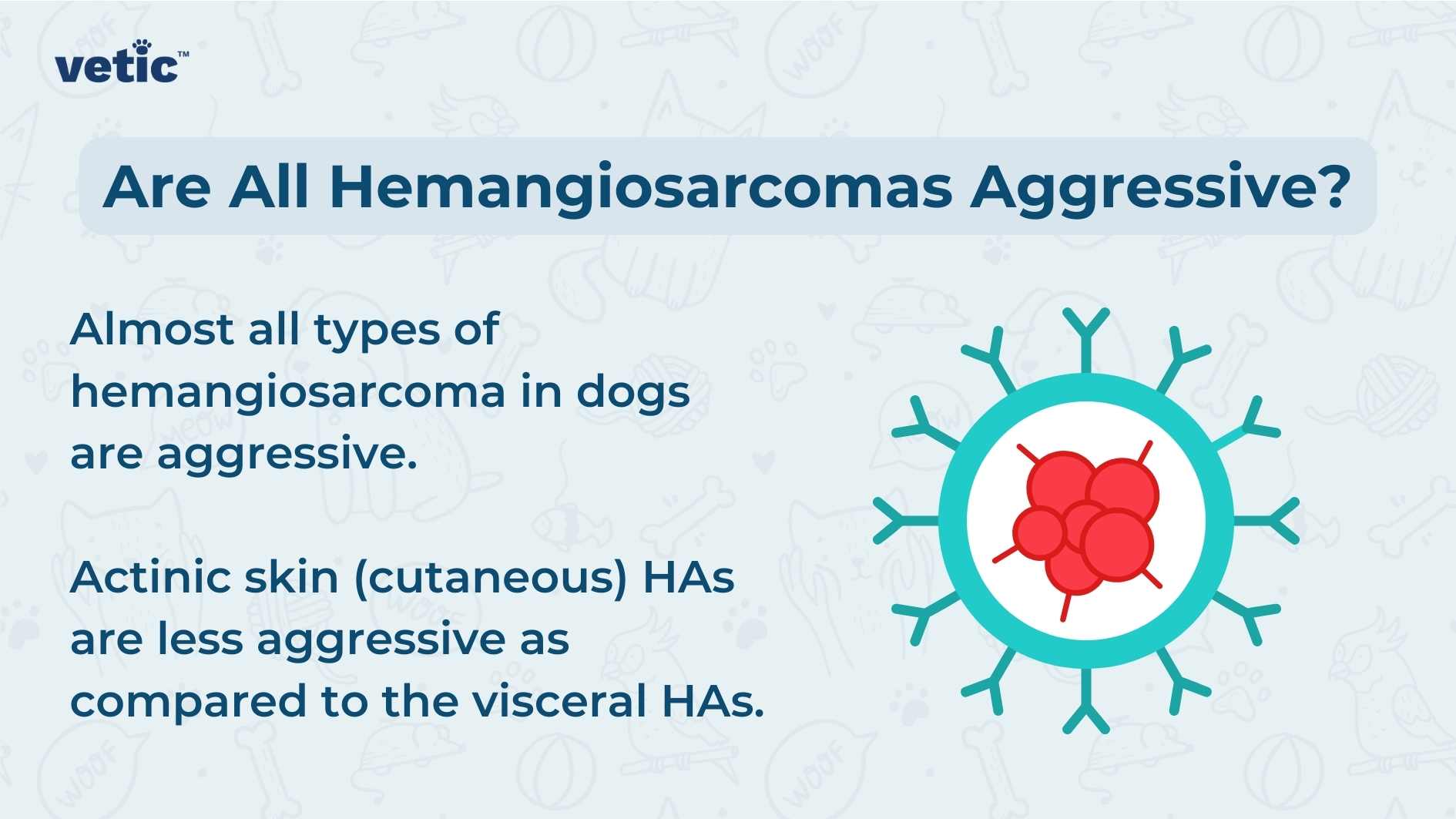 The image has a light blue background with various medical and canine-related icons such as bones, paw prints, stethoscopes, and pills. At the top, there’s a logo that reads “vetic” in lowercase letters. The main text in the image asks, “Are All Hemangiosarcomas Aggressive?” Below this question, there is explanatory text that reads: “Almost all types of hemangiosarcoma in dogs are aggressive. Actinic skin (cutaneous) HAs are less aggressive as compared to the visceral HAs.” To the right side of this text is an illustration depicting a stylized cell or virus-like structure with spikes around it and three smaller red shapes clustered in its center.