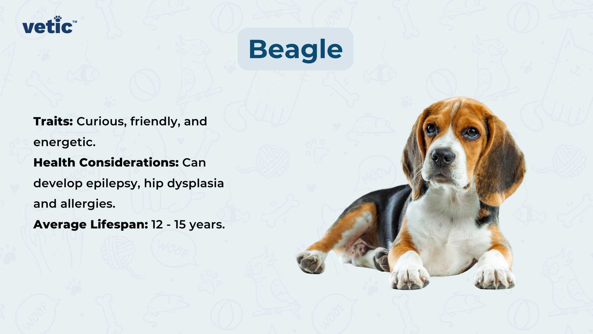 The image showcases a Beagle dog, its face partially obscured by a brown shape. Against a light blue background, the word “Beagle” appears in bold, dark blue font next to the logo “vetic.” Below, bullet points highlight the breed’s traits (“Curious, friendly, and energetic”) and health considerations (such as epilepsy, hip dysplasia, and allergies). The graphic also states an average lifespan of 12 to 15 years.