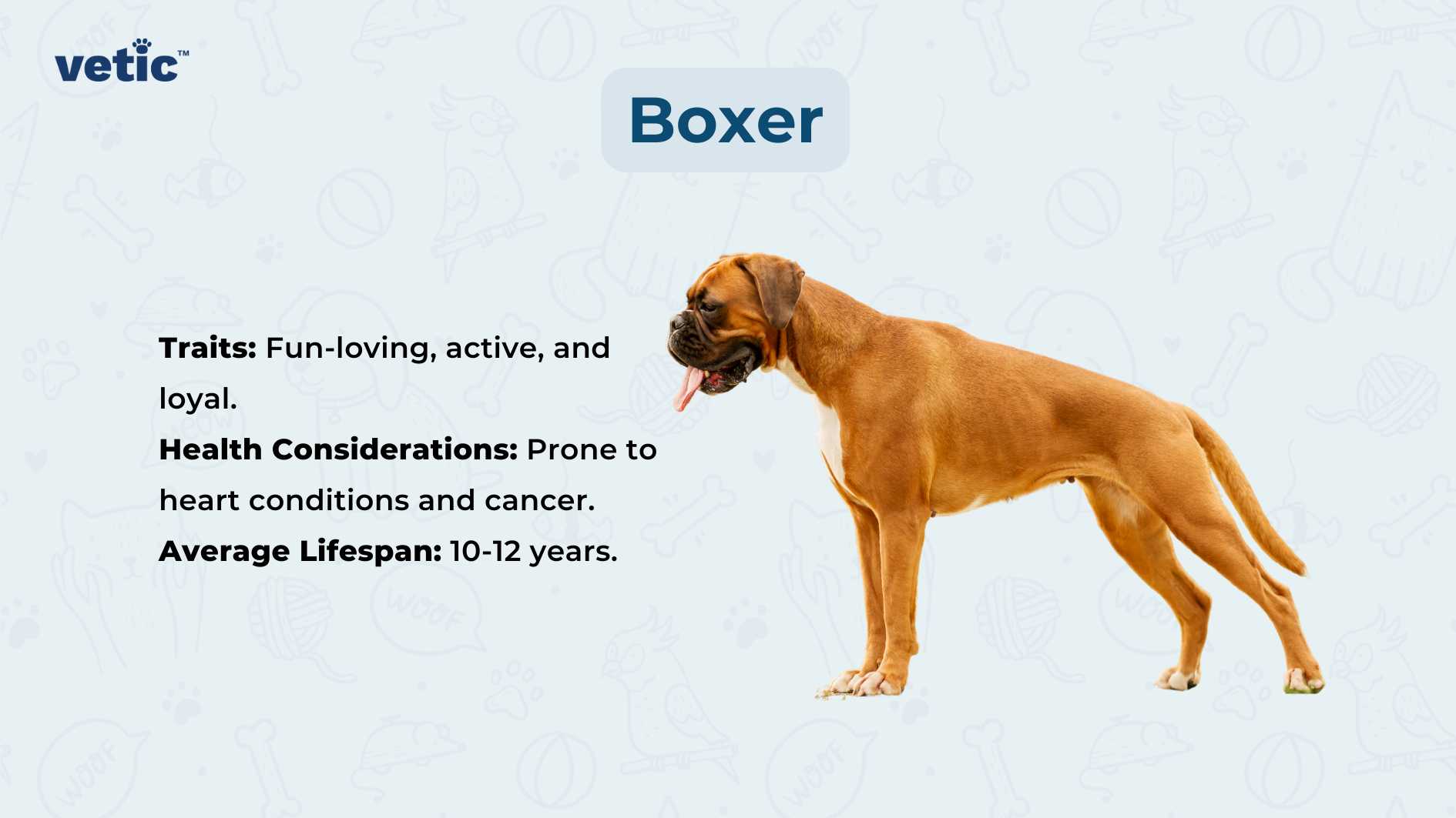 The image showcases a large, fawn-colored Boxer dog standing in profile, tongue out. Against a light blue background adorned with white doodles of different dog breeds and paw prints, the bold text “Boxer” appears in the top right corner. Below this title, three bullet points provide valuable information about the Boxer breed: Traits: Fun-loving, active, and loyal. Health Considerations: Boxers are prone to heart conditions and cancer. Average Lifespan: Typically 10 to 12 years.