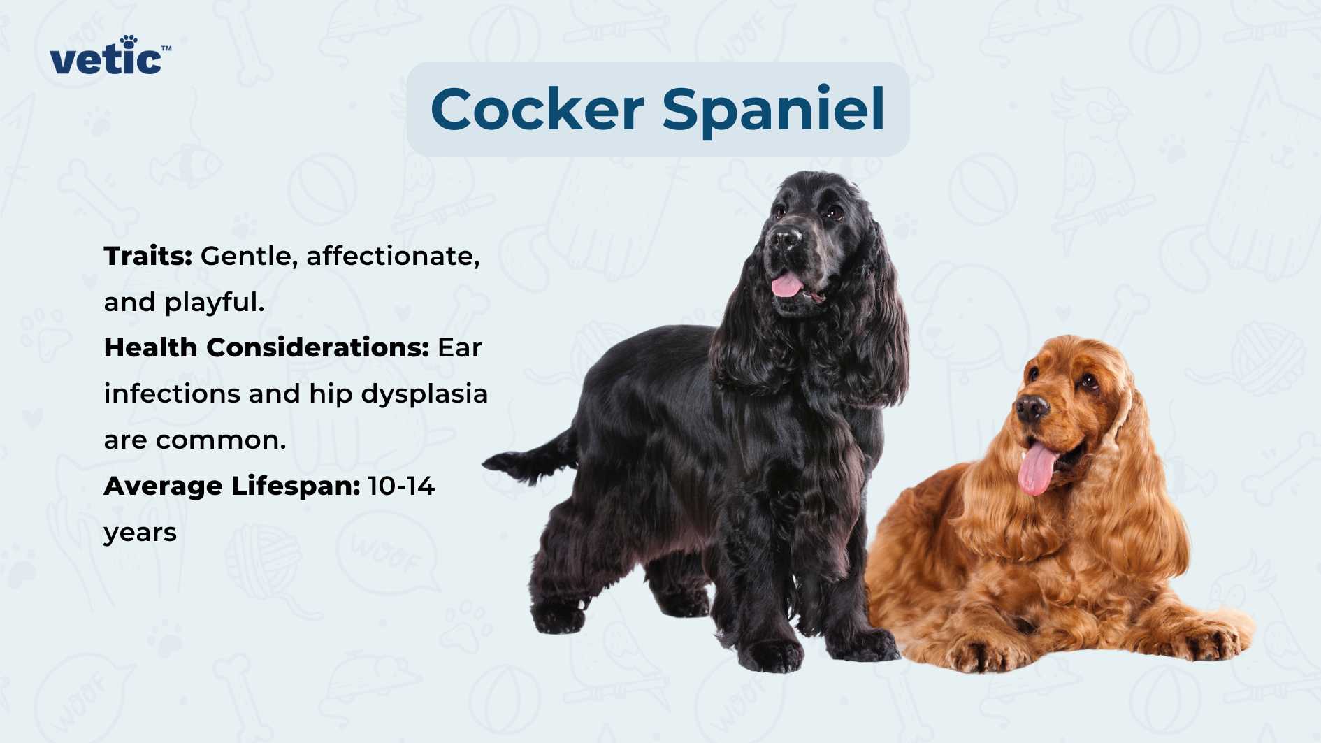 The image features two Cocker Spaniel dogs against a light blue background with faint paw print and bone patterns. On the left, there is a black Cocker Spaniel standing with its mouth open as if panting, and on the right, there is a golden-brown Cocker Spaniel sitting. Above the dogs, in bold letters, the text reads “Cocker Spaniel.” Below this heading are three bullet points providing information about the breed: “Traits: Gentle, affectionate, and playful,” “Health Considerations: Ear infections and hip dysplasia are common,” and “Average Lifespan: 10-14 years.” The bottom right corner features the logo of ‘vetic.’