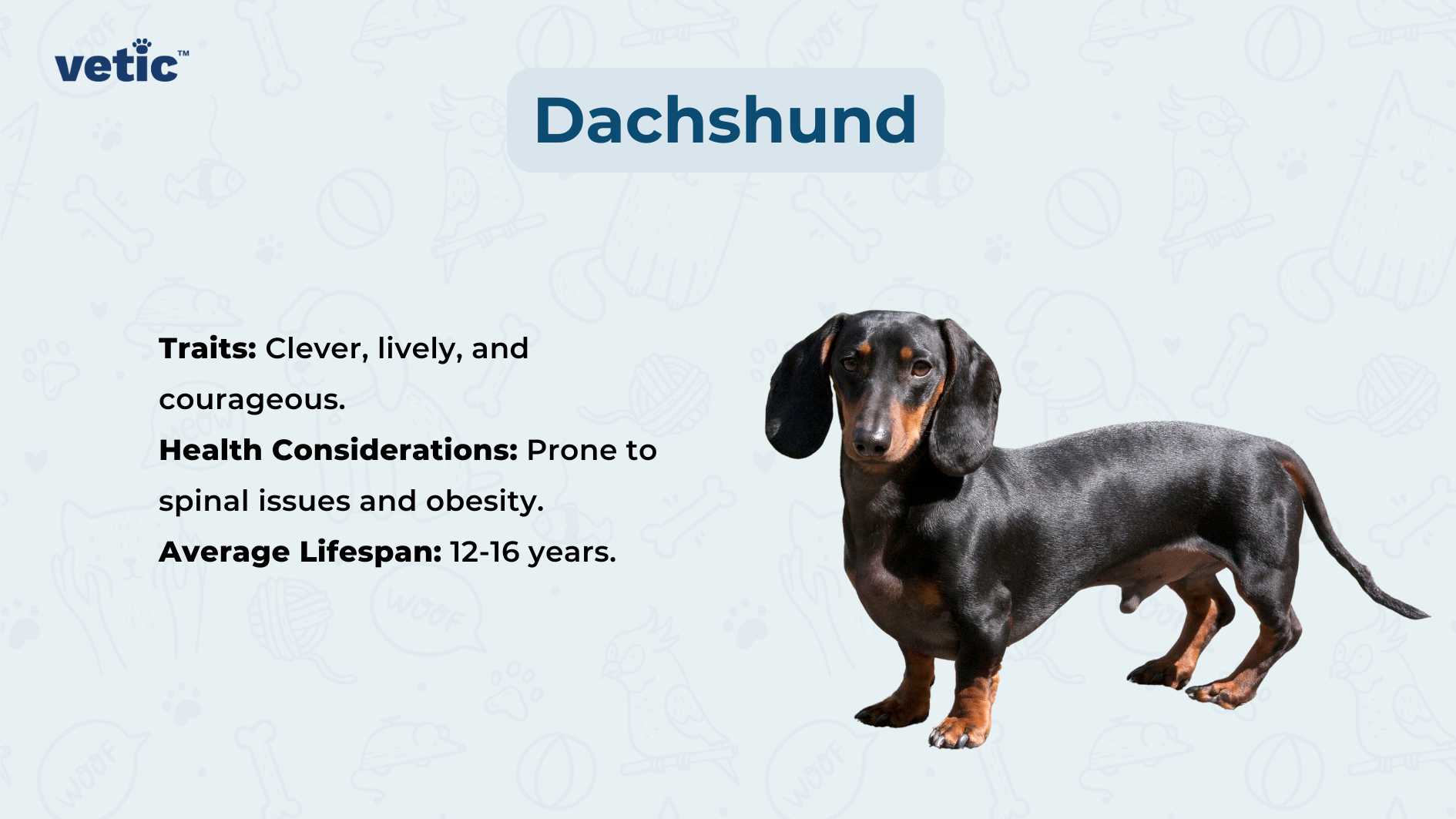 The image features a side profile of a Dachshund against a white background with faint paw prints. Above the dog, the word “Dachshund” is prominently displayed. Below this title, there are three bullet points listing traits, health considerations, and average lifespan of the breed. The traits described are “Clever, lively, and courageous.” The health considerations include being “Prone to spinal issues and obesity.” The average lifespan is stated as “12-16 years.”