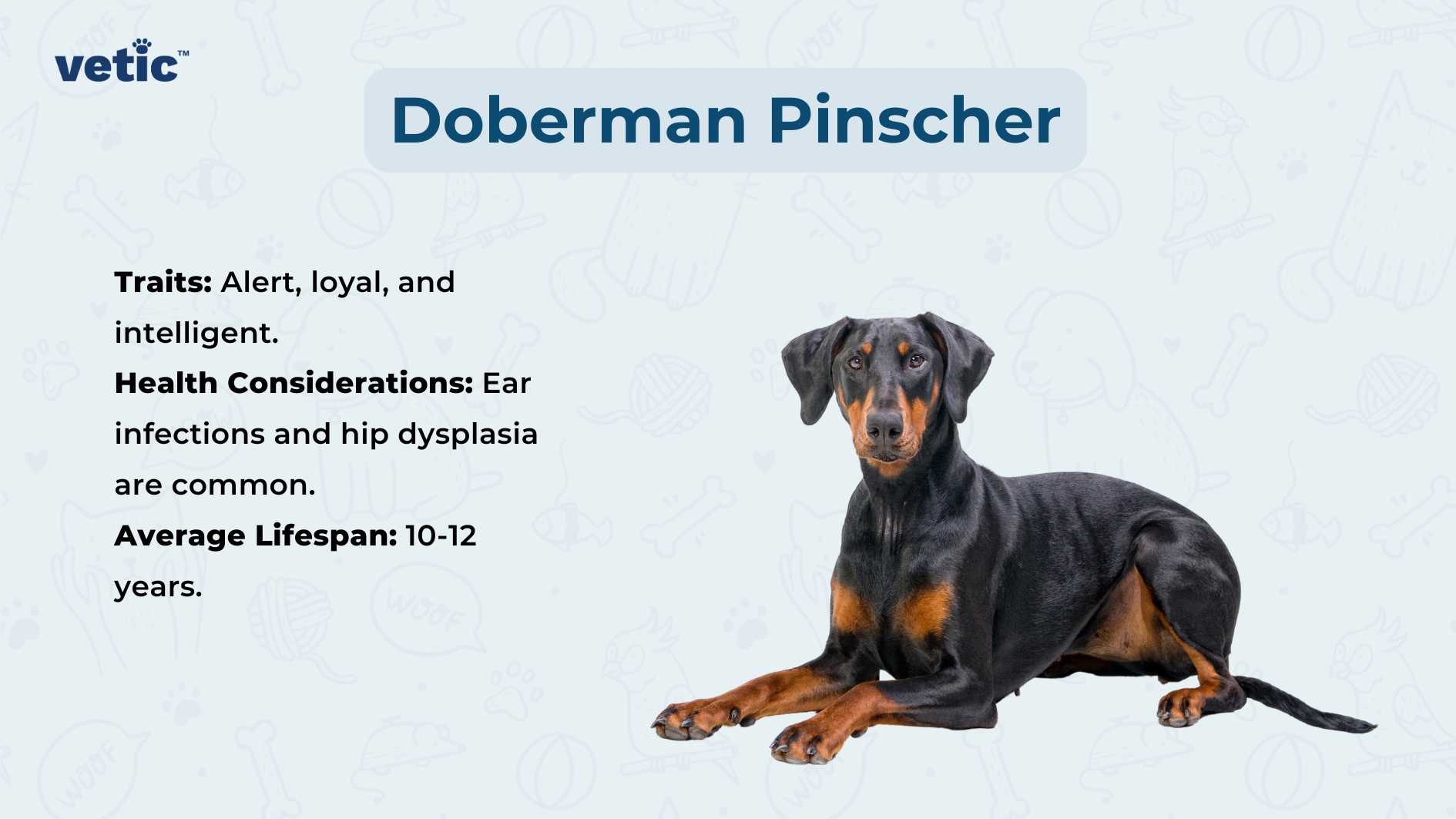 The image features a Doberman Pinscher dog sitting against a light blue background with white paw print and bone patterns. The text on the image provides information about the breed, describing it as “Alert, loyal, and intelligent.” It also mentions health considerations such as “Ear infections and hip dysplasia are common,” and states the average lifespan of the breed as “10-12 years.” The source of this information is credited to ‘vetic’.