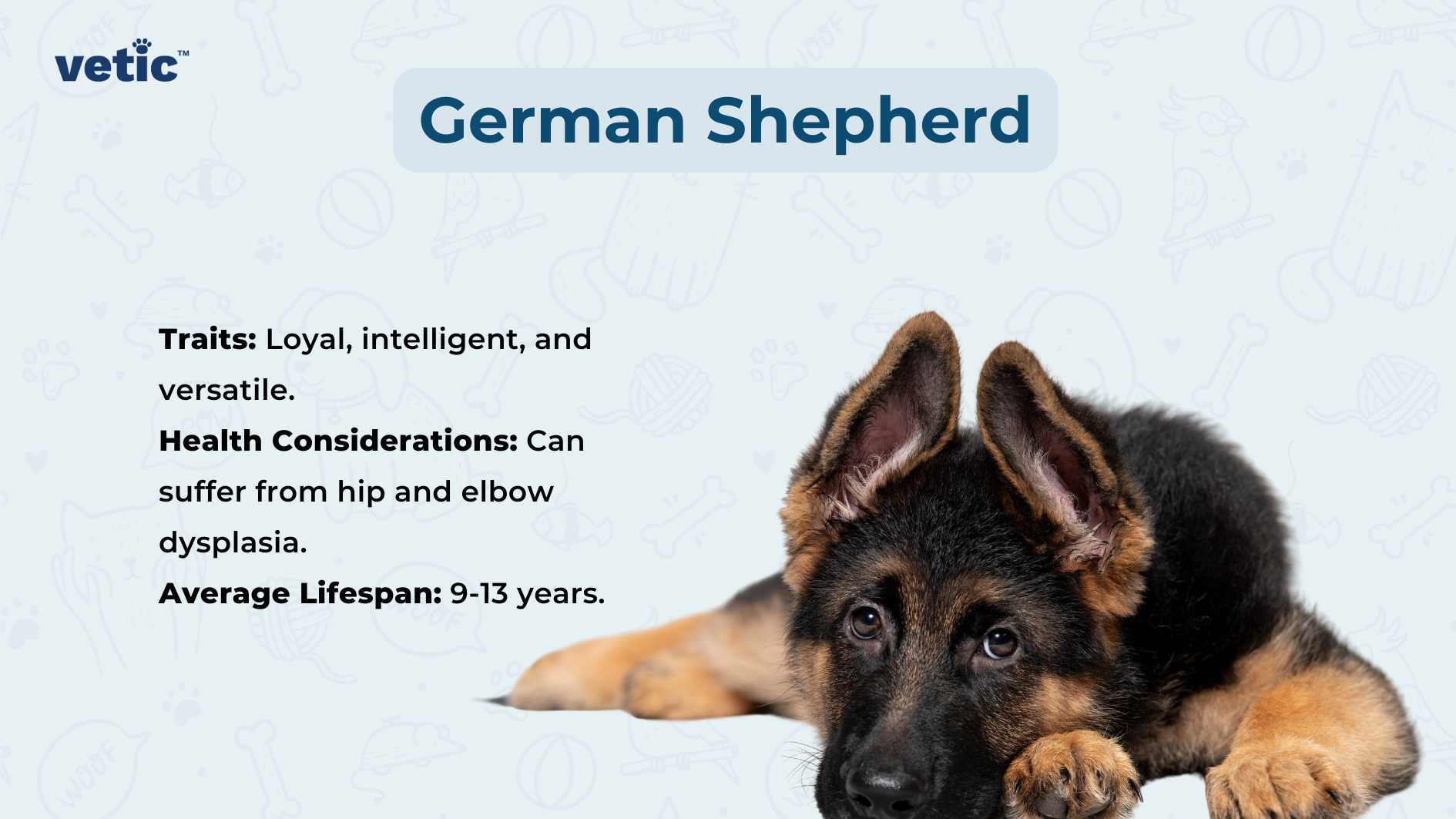 The image features a young German Shepherd lying down with its head raised and facing towards the viewer. The background is a light blue color with faint, white dog-related illustrations such as bones, paw prints, and dog houses. On the right side of the image, there is text that provides information about the German Shepherd breed. It lists traits as “Loyal, intelligent, and versatile,” health considerations mentioning “Can suffer from hip and elbow dysplasia,” and an average lifespan of “9-13 years.” The text is presented in a clean sans-serif font against a darker blue background which enhances readability. There’s also a logo or watermark at the bottom left that reads ‘vetic’. This image could be used for educational purposes or to promote awareness about the breed’s characteristics and health considerations.