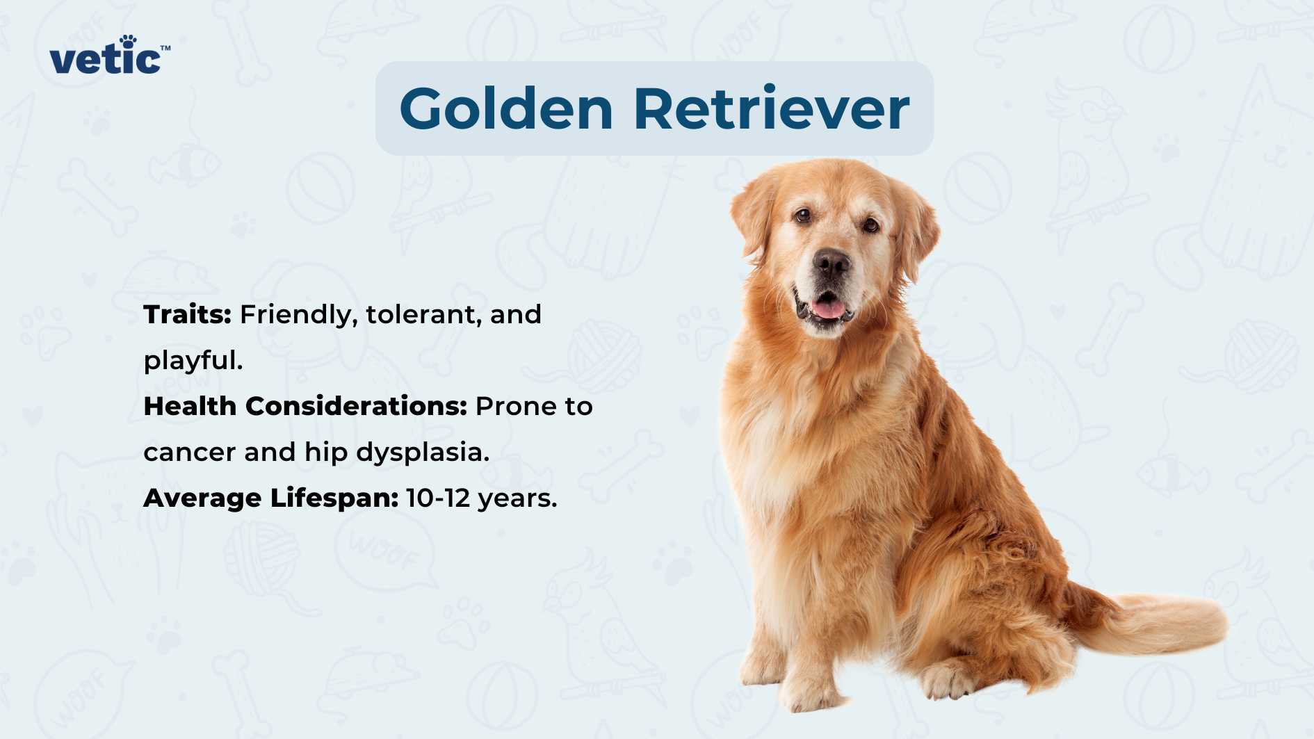 The image shows a Golden Retriever dog . The background is light blue with faint doodles of bones, paw prints, and dog silhouettes. At the top, text reads “Golden Retriever” in a larger font. Below this header are three bullet points listing traits (“Friendly, tolerant, and playful.”), health considerations (“Prone to cancer and hip dysplasia.”), and average lifespan (“10-12 years.”). The text is informative for those interested in the breed’s characteristics and potential health issues.