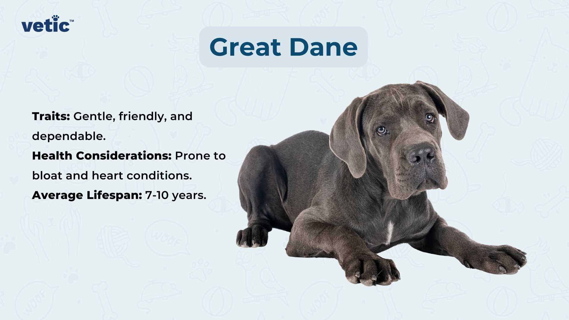 The image features a large Great Dane dog lying down with its head obscured by a gray square. The background is light blue with faint doodles of bones, paw prints, and other dogs. On the right side, there’s text that reads “Great Dane” in bold letters followed by three bullet points highlighting the breed’s traits (“Gentle, friendly, and dependable.”), health considerations (“Prone to bloat and heart conditions.”), and average lifespan (“7-10 years”). The word “vetic” is visible in the top left corner, suggesting this may be educational material from a veterinary source.