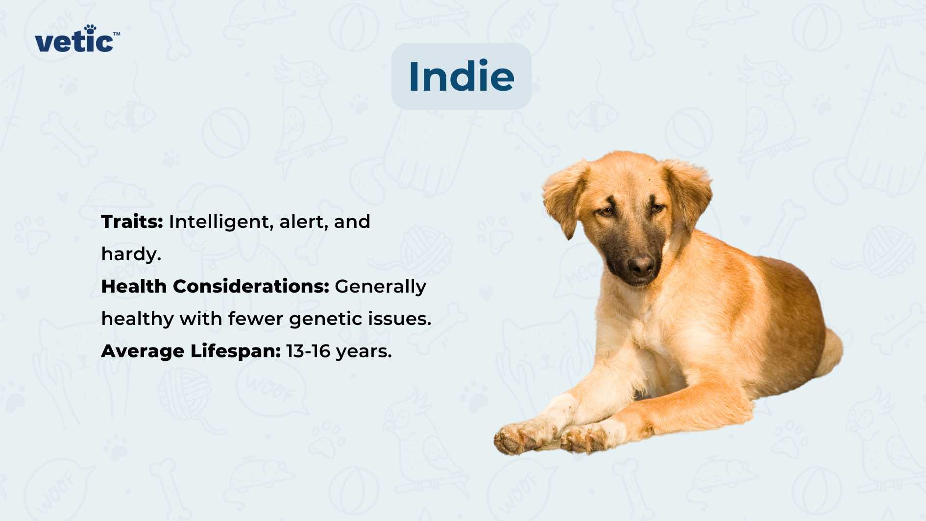 Indian Pariah Dog, known as Indie, sitting attentively on a light blue background with informative text about its traits being intelligent, alert, and hardy; health considerations highlighting general good health and fewer genetic issues; and an average lifespan of 13-16 years - presented by vetic.