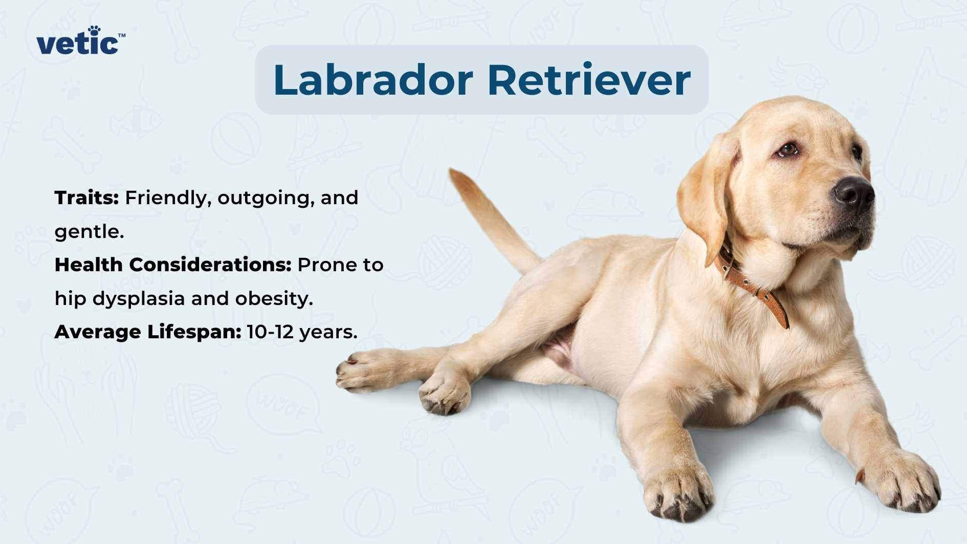 The image features a Labrador Retriever dog sitting against a light blue background adorned with various dog-related doodles such as bones, paw prints, and food bowls. At the top right corner, the word “Labrador Retriever” is displayed in bold font. Below it are two sections titled “Traits” and “Health Considerations,” followed by “Average Lifespan.” The traits listed are “Friendly, outgoing, and gentle.” Under health considerations, it is noted that the breed is prone to hip dysplasia and obesity. Additionally, the average lifespan of a Labrador Retriever is stated to be 10-12 years.