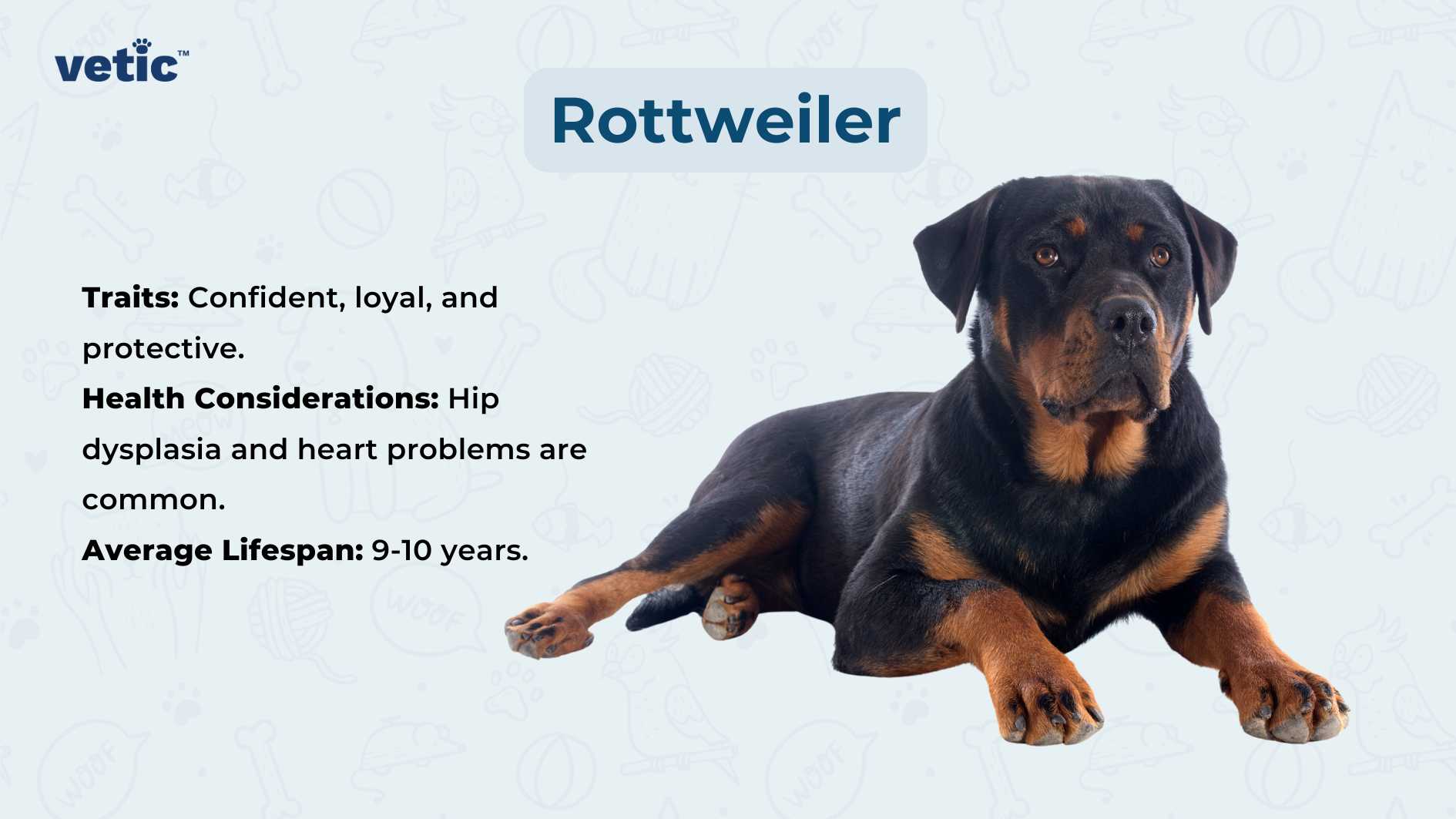 The image shows a Rottweiler dog lying down with its front paws extended forward. The background is a light blue color with faint, white line drawings of various dog-related items like bones, paw prints, and kennels. On the right side of the image, there is text that provides information about the Rottweiler breed: Traits: Confident, loyal, and protective. Health Considerations: Hip dysplasia and heart problems are common. Average Lifespan: 9-10 years.