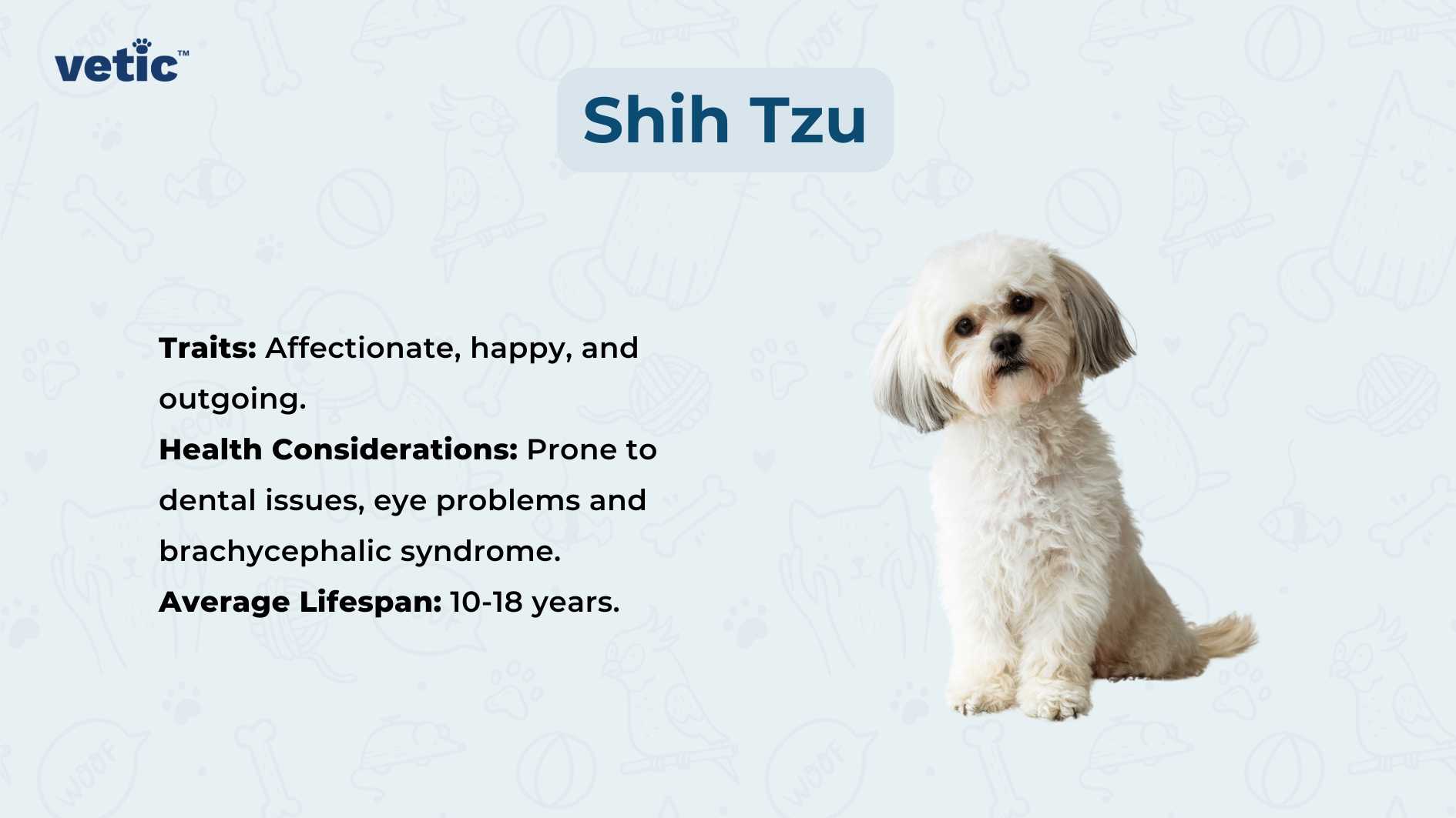 The image shows a Shih Tzu dog with its face obscured by a beige square. The background is light blue with faint, white paw prints and bone patterns. On the right side, there is text providing information about the Shih Tzu breed, including traits such as “Affectionate, happy, and outgoing,” health considerations like being “Prone to dental issues, eye problems, and brachycephalic syndrome,” and an “Average Lifespan: 10-18 years.” The text is next to the image of the dog, which is sitting down facing towards the left side of the image. This image could be relevant for educational purposes regarding dog breeds or for promoting awareness about specific breed characteristics and health concerns.