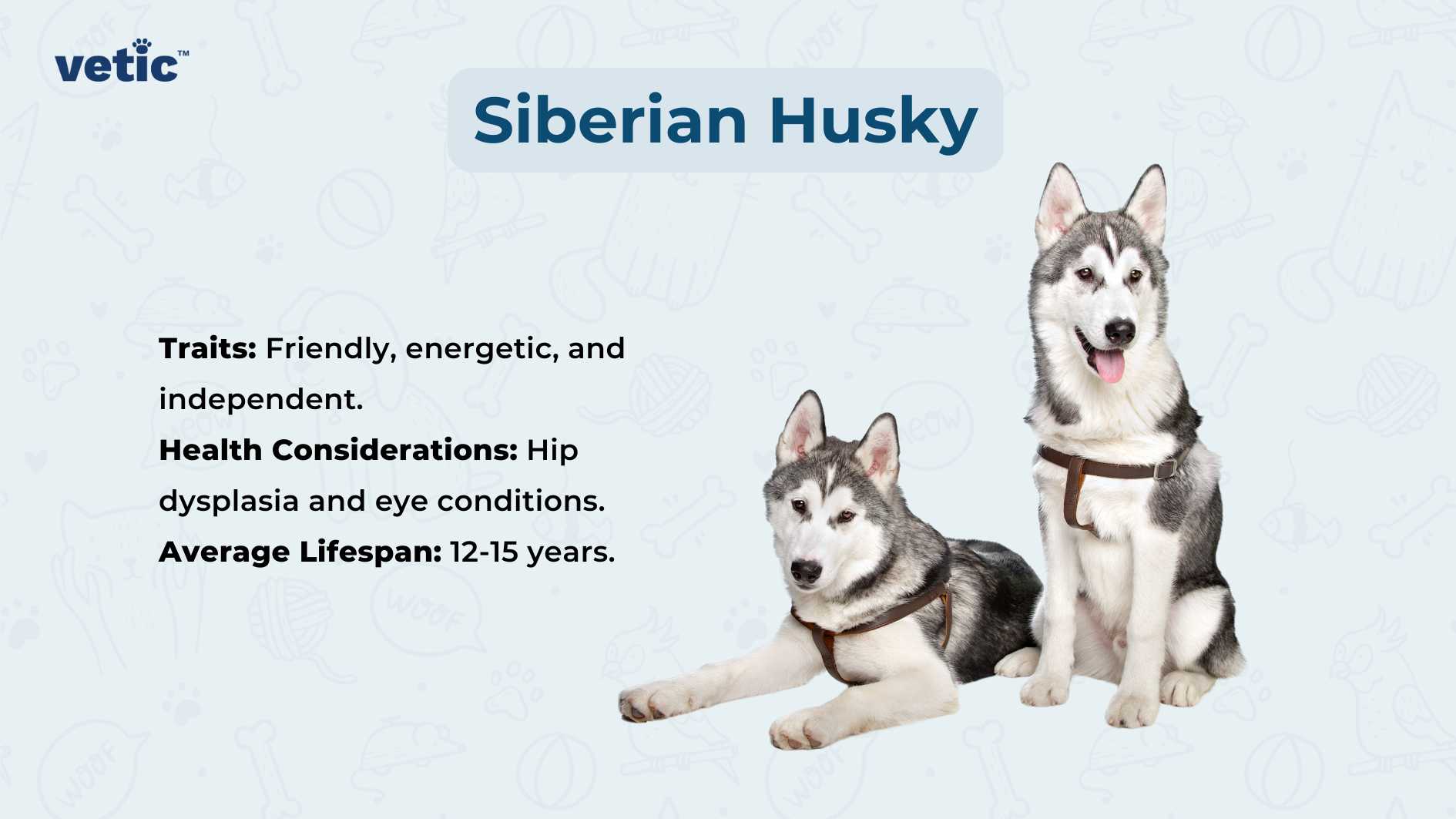 The image showcases two Siberian Huskies standing side by side. Their alert expressions and healthy appearance highlight their typical characteristics. Against a light blue background adorned with white paw prints, the bold text “Siberian Husky” appears in the top right corner. Below, bullet points outline their traits (“Friendly, energetic, and independent”), health considerations (such as hip dysplasia and eye conditions), and an average lifespan of 12 to 15 years.