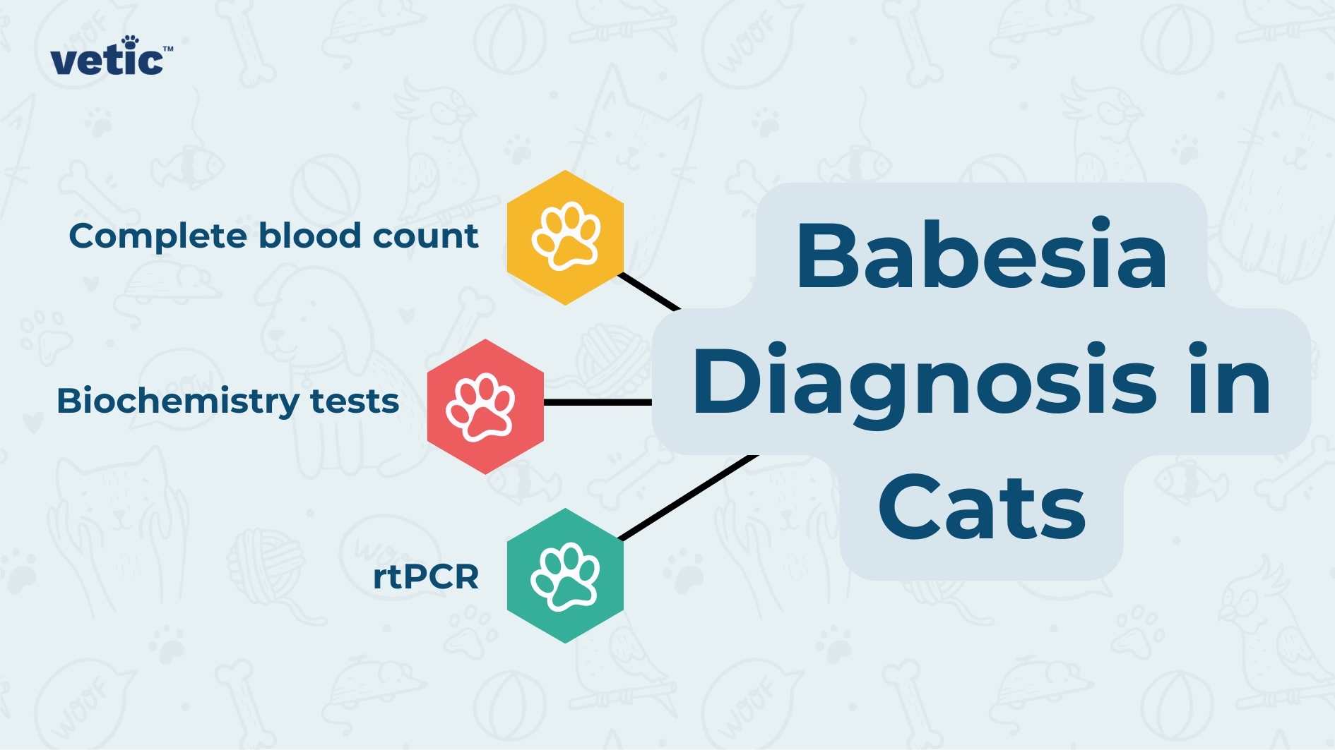 The image presents an informative graphic titled “Babesia Diagnosis in Cats.” The central title, displayed in bold and large font, reads “Babesia Diagnosis in Cats.” Surrounding the title are three hexagons, each connected by lines. Here’s what each hexagon contains: Complete Blood Count (CBC): The top-left hexagon features an icon representing a blood drop. This diagnostic method involves analyzing blood samples to assess red blood cells, white blood cells, and platelets. Biochemistry Tests: The hexagon on the bottom left contains an icon that likely represents laboratory equipment. Biochemistry tests evaluate various blood parameters, such as liver enzymes, kidney function, and electrolyte levels. rtPCR (Reverse Transcription Polymerase Chain Reaction): The right-side hexagon displays a DNA double helix icon. rtPCR is a molecular technique used to detect specific genetic material, including pathogens like Babesia. The light blue background of the graphic includes subtle doodles related to veterinary care, such as syringes, stethoscopes, pet food bowls, bones, paw prints, and pills. These illustrations reinforce the context of animal health care.