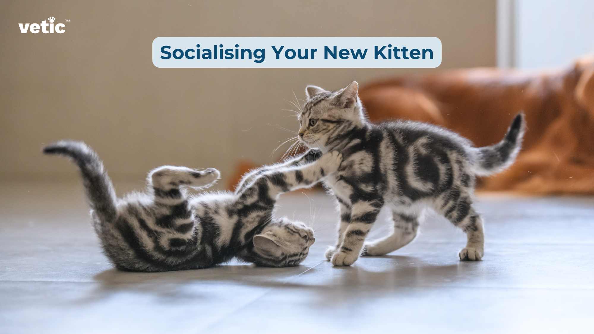 Socialising Your New Kitten.” The image features two kittens on a smooth, light-colored floor. The kitten on the left is standing and appears to be playfully swatting at the other kitten, which is lying on its back with its paws up in a defensive or playful posture. Both kittens have striped fur patterns, resembling that of a tabby cat. In the background, there’s a blurred view of what seems to be a room corner with an orange object that could be furniture.