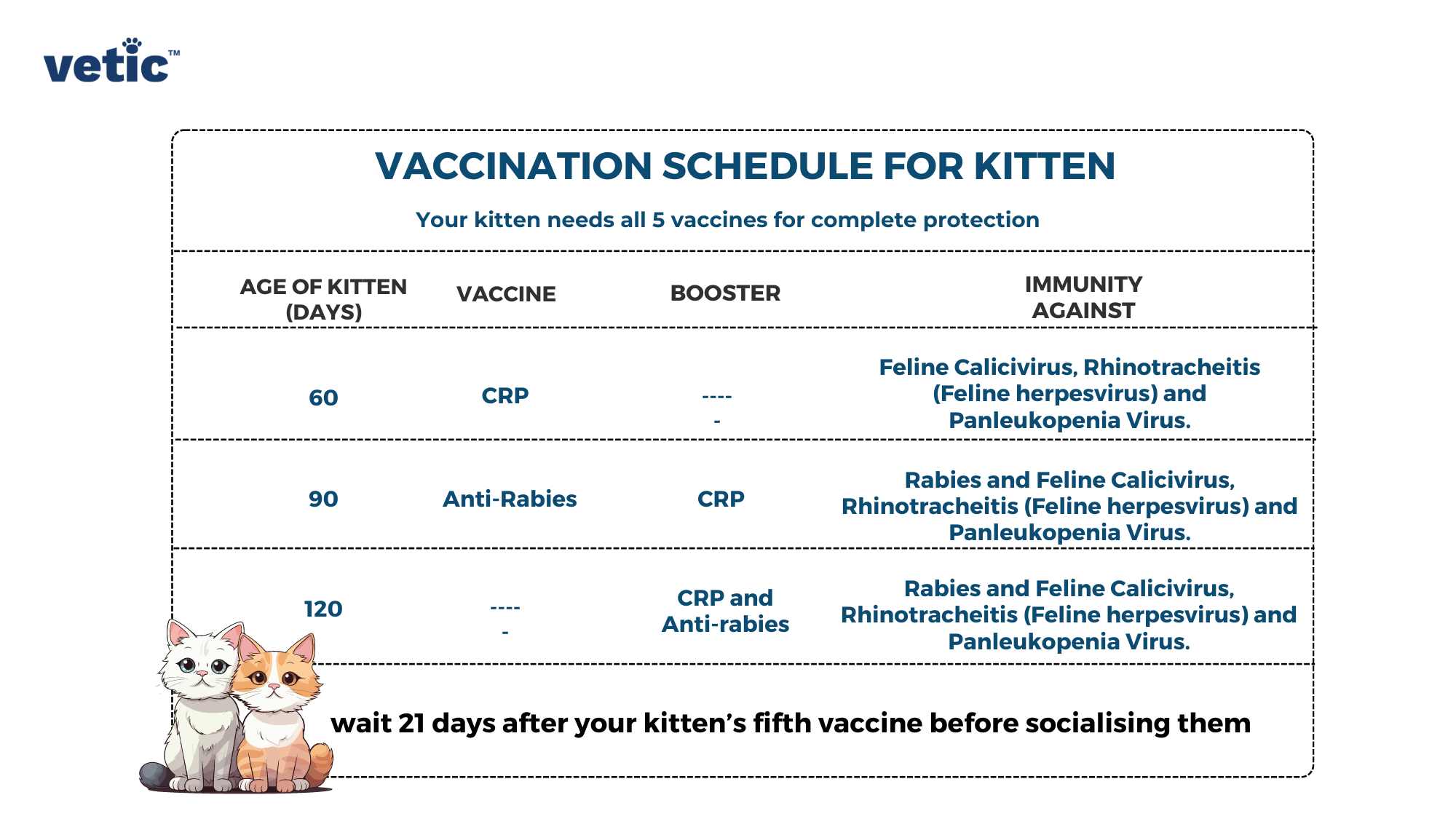 The image features a vaccination schedule chart for kittens, titled “VACCINATION SCHEDULE FOR KITTEN” with the subtitle “Your kitten needs all 5 vaccines for complete protection.” The chart is divided into four columns: Age of Kittens (Days), Vaccine, Booster, and Immunity Against. There are three rows detailing the age at which each vaccine should be administered: 60 days, 90 days, and 120 days. The vaccines listed are Feline Herpesvirus and Calicivirus, Panleukopenia Virus, and Rabies. Boosters for Feline Herpesvirus and Calicivirus are mentioned at 90 days and Anti-rabies at 120 days. The immunity provided by these vaccines includes protection against Feline Herpesvirus, Calicivirus, Panleukopenia Virus, Rabies (Feline Herpesvirus), and Rabies (Feline Calicivirus). At the bottom of the chart is a note stating to wait 21 days after your kitten’s last vaccine before socializing them.