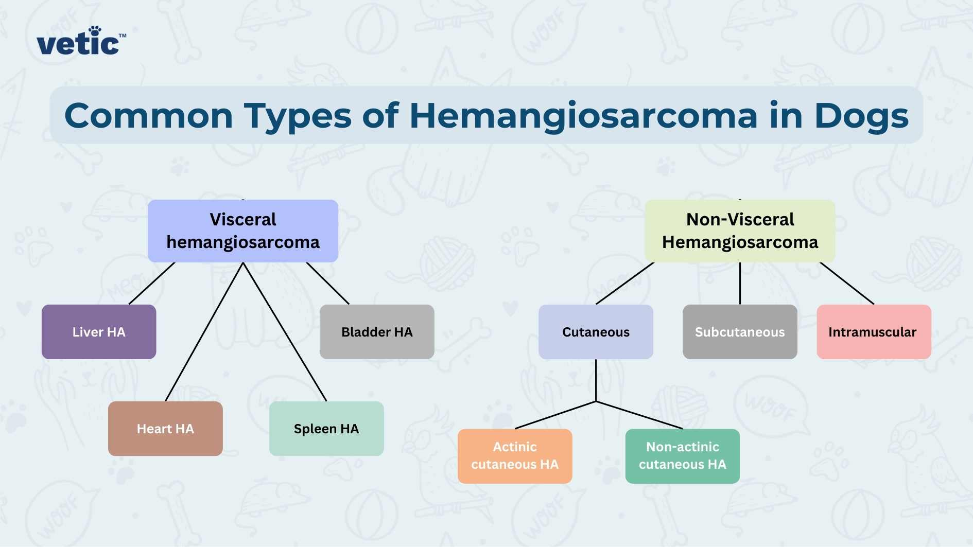 The image is an informative diagram that categorizes the common types of Hemangiosarcoma in dogs into two main groups: Visceral Hemangiosarcoma and Non-Visceral Hemangiosarcoma. Each group branches out into subtypes. Under Visceral Hemangiosarcoma, there are three subtypes: Liver HA, Heart HA, and Spleen HA. Under Non-Visceral Hemangiosarcoma, there are three subtypes as well: Cutaneous (with further subdivision into Classic cutaneous HA and Atypical cutaneous HA), Subcutaneous, and Intramuscular. The text “Common Types of Hemangiosarcoma in Dogs” is prominently displayed at the top of the image against a light blue background. The diagram uses a combination of lines and colored boxes to differentiate between the types; Visceral types are connected with blue lines to blue boxes, while Non-Visceral types use orange lines connecting to orange boxes.