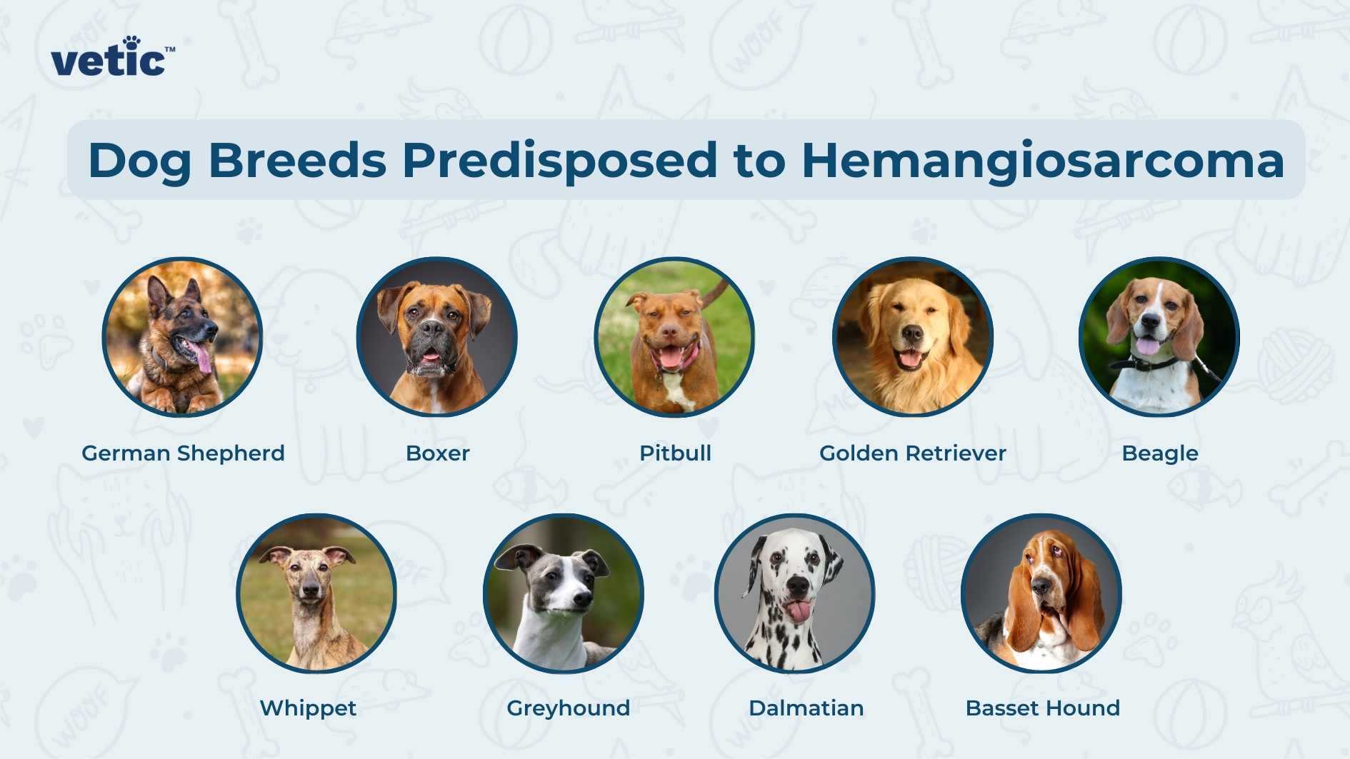 The image is a graphic with the title “Dog Breeds Predisposed to Hemangiosarcoma” at the top, presented by “vetic”. It features eight circles, each containing an image of a different dog breed with their names labeled below. From left to right, top to bottom, the breeds are: German Shepherd Boxer (image not visible) Pitbull (image not visible) Golden Retriever (image not visible) Beagle Whippet (image not visible) Greyhound Dalmatian (image not visible) Basset Hound