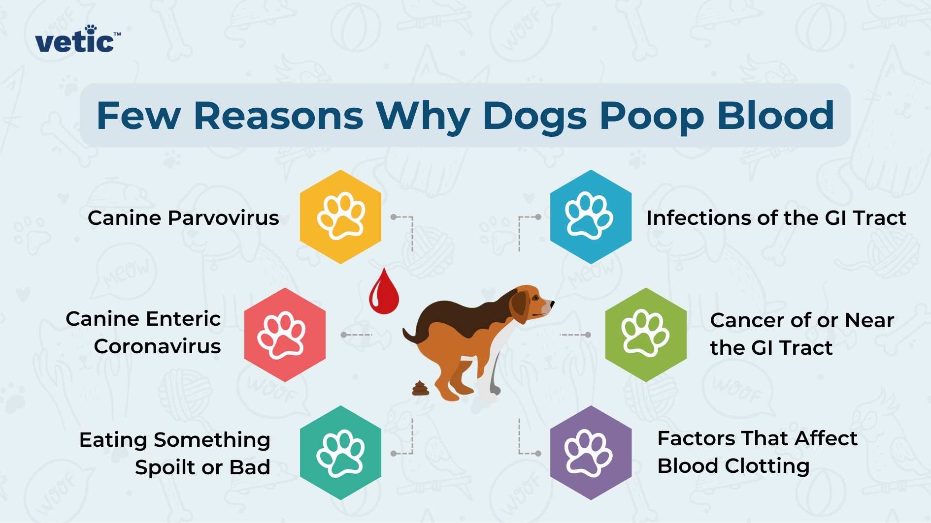 The image is an infographic from Vetic, featuring their logo in the top left corner. The title "Few Reasons Why Your Dog is Pooping Blood" is prominently displayed across the top in bold, dark blue text against a light background. The infographic is centered around a graphic of a dog in a squatting position, appearing to defecate, with a small puddle of blood next to the stool. Surrounding the dog are hexagonal icons, each with a paw print inside, representing different reasons for why a dog might have blood in its stool. The reasons are listed as follows: Canine Parvovirus (Yellow hexagon) Canine Enteric Coronavirus (Red hexagon) Eating Something Spoilt or Bad (Teal hexagon) Infections of the GI Tract (Blue hexagon) Cancer of or Near the GI Tract (Green hexagon) Factors That Affect Blood Clotting (Purple hexagon) The background features light illustrations of various animals and veterinary-related items, giving the infographic a gentle and pet-friendly feel.