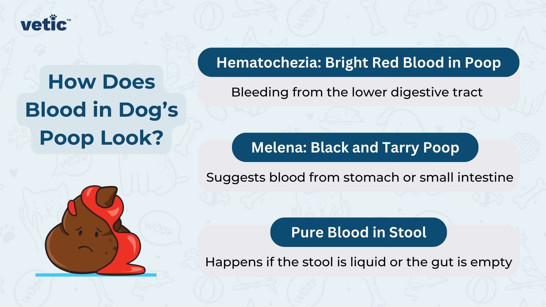 The image is from a veterinary service brand called "Vetic" and is titled "How Does Blood in Dog’s Poop Look?" The background is light blue with faint outlines of various pet-related icons, such as bones, paws, and speech bubbles with words like "woof." The Vetic logo is placed in the top left corner. If your dog is pooping blood, you need to know what type of bleeding they have. There are three key sections in the image, each representing a different type of blood appearance in a dog's stool, with the following details: Hematochezia: Bright Red Blood in Poop Text below this heading reads: "Bleeding from the lower digestive tract." This section implies that the presence of bright red blood in a dog's stool indicates bleeding from the lower parts of the dog's digestive system. Melena: Black and Tarry Poop Text below this heading reads: "Suggests blood from the stomach or small intestine." This section signifies that black, tarry stool suggests bleeding from the upper part of the digestive tract, such as the stomach or small intestine. Pure Blood in Stool Text below this heading reads: "Happens if the stool is liquid or the gut is empty." This section indicates that seeing pure blood in the stool might occur when the stool is in liquid form, or if the dog's gastrointestinal tract is empty. At the bottom center of the image, there's an illustration of a sad-faced poop emoji, partially covered with red-colored liquid, symbolizing blood.