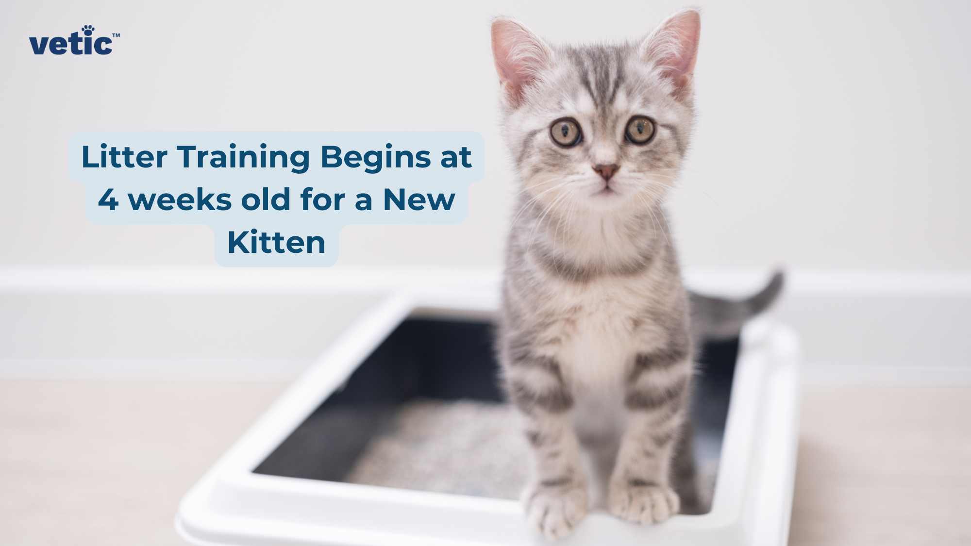 The image features a small grey and white kitten standing next to a white litter box filled with litter. The kitten has distinct tabby markings, with stripes and spots on its fur, and is looking directly at the camera with wide eyes. The background is a plain light color that provides a clear contrast to the kitten and the litter box. The heading of the image reads: “Litter Training Begins at 4 weeks old for a New Kitten.”