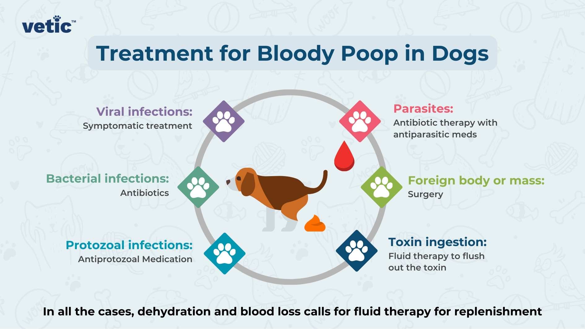 The image is an infographic from Vetic, with their logo in the top left corner. The title "Treatment for Bloody Poop in Dogs" is displayed in bold, dark blue text at the top. The infographic features a central image of a dog in a squatting position, appearing to defecate with both blood and stool beside it. Surrounding the dog are colored diamond-shaped icons, each containing a paw print, representing different treatment options depending on the cause of bloody stool in dogs. The treatments listed are as follows: Viral infections: Symptomatic treatment (Purple icon) Bacterial infections: Antibiotics (Green icon) Protozoal infections: Antiprotozoal medication (Teal icon) Parasites: Antibiotic therapy with antiparasitic meds (Red icon) Foreign body or mass: Surgery (Light green icon) Toxin ingestion: Fluid therapy to flush out the toxin (Dark blue icon) At the bottom of the infographic, the text "In all the cases, dehydration and blood loss calls for fluid therapy for replenishment" is prominently displayed in bold, emphasizing the importance of fluid therapy in cases where a dog is pooping blood. The background has light illustrations of various animals and veterinary-related items, maintaining a gentle and pet-friendly aesthetic.