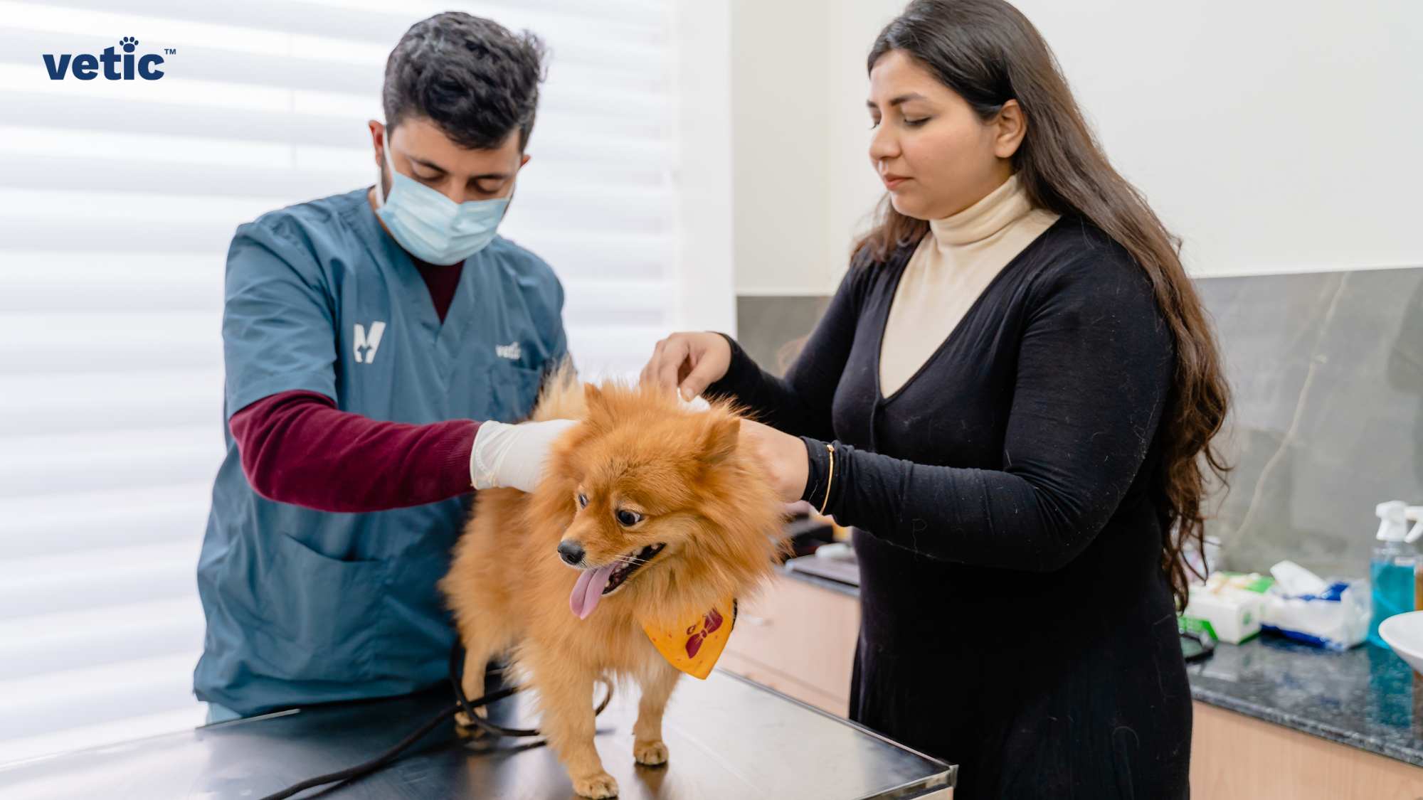 The image by Vetic veterinary services depicts an indoor setting where a veterinary professional, wearing a blue scrub with a logo that reads “vetic,” is examining a small, fluffy, tan-colored Pomeranian dog. The dog is standing on a metal examination table and appears to be wearing a yellow bandana. A person with long hair, wearing a black top, is holding the dog steady by its torso. The image may be interesting or relevant as it depicts a common scene of pet care in a veterinary clinic, highlighting the interaction between the vet, pet, and pet owner while they are visiting the vet's office.