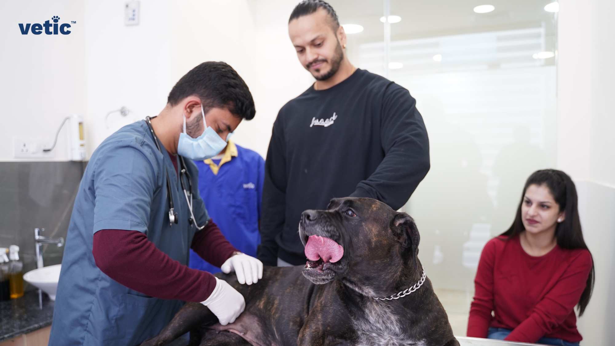 The image depicts a veterinary examination room. In the center, a large dog sits on an examination table, its mouth open and tongue out. A person in blue scrubs, likely a veterinarian, examines the dog. Beside the dog stands an individual wearing a black hoodie. Two other people are partially visible in the image. One stands behind the table, and another sits to the right. While visiting the vet, ensure that you get your doubts thoroughly cleared and your pet physically evaluated from nose to tail.