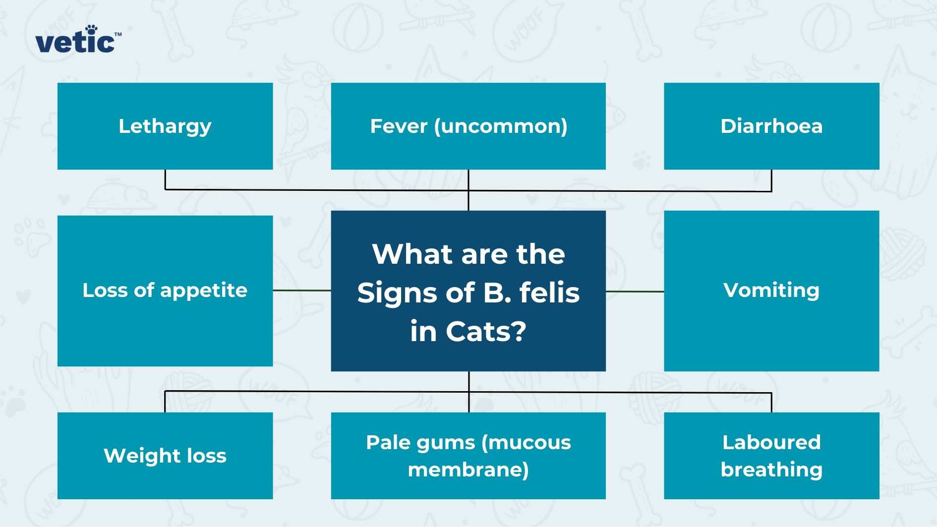 The image presents a graphical representation of the symptoms associated with B. felis in cats, likely referring to a bacterial infection such as Babesia in cats. The background transitions from light blue at the top to darker blue at the bottom. A prominent white title, “What are the Signs of B. felis in Cats?,” is centered within a dark blue rectangle with rounded corners. Around the title, eight smaller rectangles contain individual symptoms, each written in white text on a lighter blue background: Lethargy Fever (uncommon) Diarrhea Vomiting Labored breathing Pale gums (mucous membrane) Weight loss Loss of appetite The layout is clean and organized, making it easy to read and understand. This visual aid could be relevant for cat owners or veterinary professionals who need to quickly identify potential signs of B. felis infection in felines.