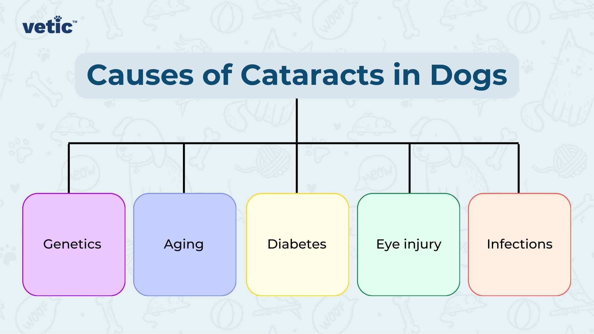 The image is a colorful infographic titled “Causes of Cataracts in Dogs,” presented by ‘vetic.’ It features a horizontal arrangement of five colored boxes, each connected by lines to the title, resembling a flowchart. Starting from the left, the first box is purple and labeled ‘Genetics,’ followed by a blue box labeled ‘Aging,’ then a pink box for ‘Diabetes,’ an orange box for ‘Eye injury,’ and finally, a green box labeled ‘Infections.’ Each box is slightly shadowed to create depth. The background is white with the logo at the top right corner.