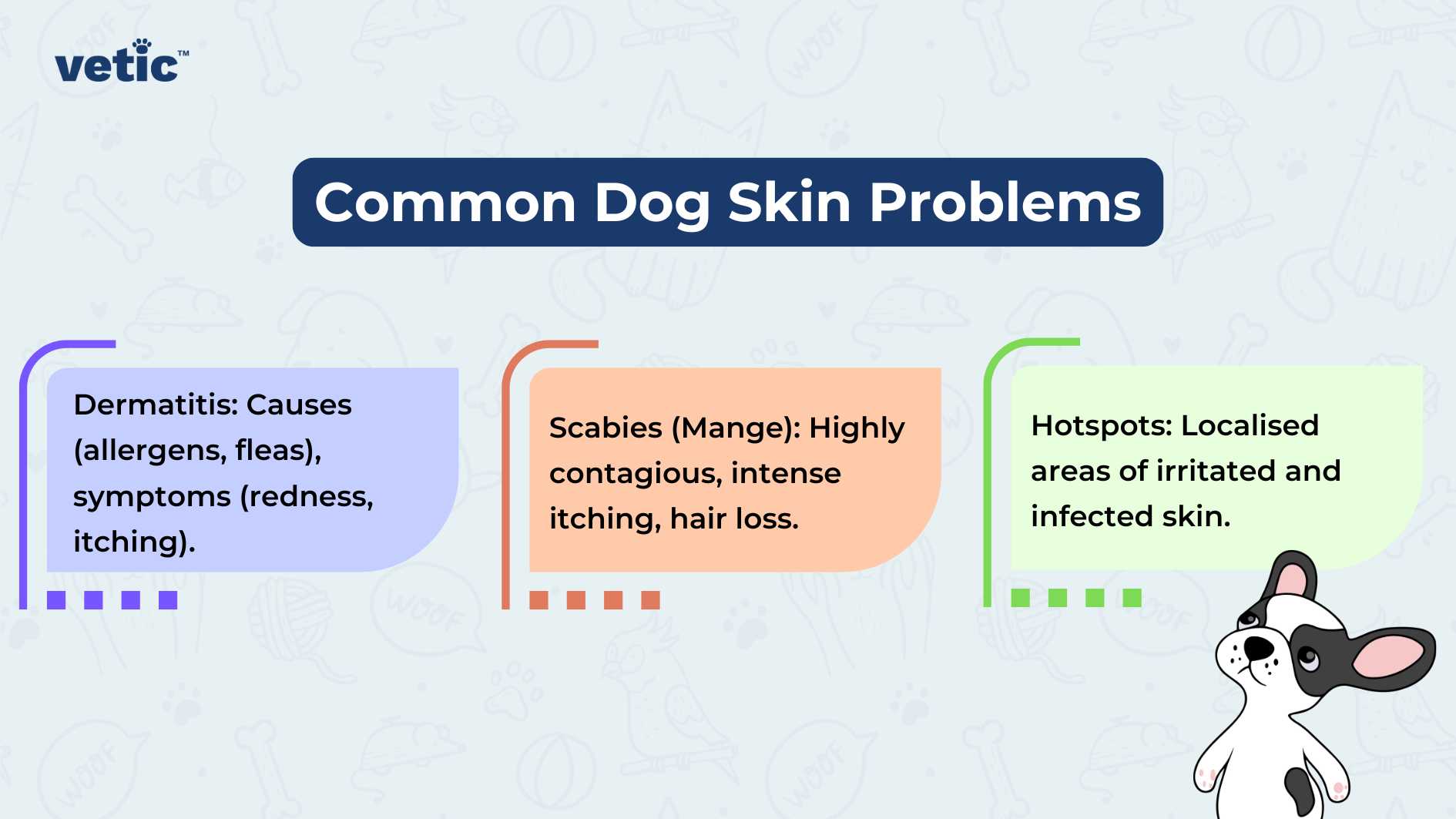 The image is a graphical representation highlighting “Common Dog Skin Problems” as part of regular grooming for dogs, with a focus on three main issues. On the left, there’s a light blue box with the text “Dermatitis: Causes (allergens, fleas), symptoms (redness, itching).” In the center, an orange box reads “Scabies (Mange): Highly contagious, intense itching, hair loss.” To the right, a green box states “Hotspots: Localised areas of irritated and infected skin.” Each box has rounded corners and is accompanied by an icon illustrating the condition: a flea for Dermatitis, a mite for Scabies, and inflamed skin for Hotspots. The background features faint outlines of bones and paws in a repeating pattern. At the bottom right corner is an illustration of a dog with patches of missing fur and red skin to visually represent the conditions discussed. The Vetic logo appears at the top center; it’s stylized with lowercase letters in bold purple font and is flanked by two green leaves that form part of the letter ‘v’, suggesting a natural or holistic approach to pet care.