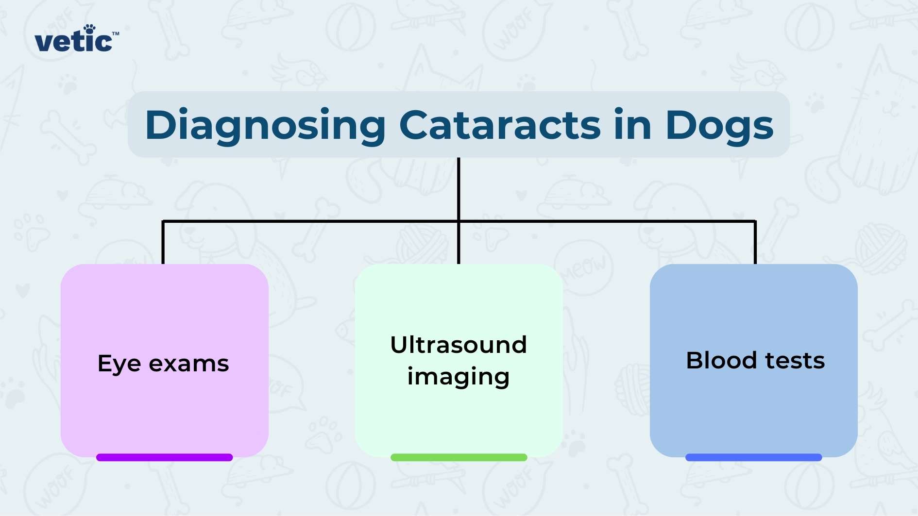 The image is a graphical representation of the process for diagnosing cataracts in dogs, presented by ‘vetic’. It features a light blue background with faint, white line drawings related to veterinary care such as bones, paw prints, syringes, and stethoscopes. The title “Diagnosing Cataracts in Dogs” is prominently displayed at the top center in bold white font. Below the title are three interconnected boxes that list methods used in the diagnosis process. The first box on the left is purple with rounded corners and contains the text “Eye exams” in white font. The second box in the middle is green with rounded corners and has “Ultrasound imaging” written in black font. The third box on the right is blue with rounded corners and includes “Blood tests” written in white font. Lines connect these boxes to indicate that they are part of a sequence or related steps