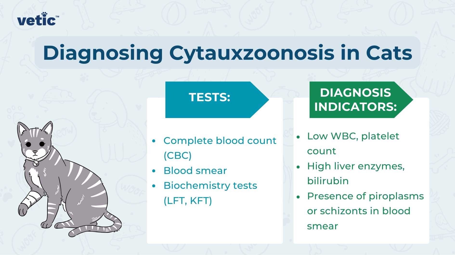 The image is an informative graphic related to veterinary medicine, specifically about diagnosing Cytauxzoonosis in cats. On the left side of the image, there is a stylized illustration of a grey and white cat sitting next to two bullet-point lists. The first list is labeled “TESTS:” and includes “Complete blood count (CBC),” “Blood smear,” and “Biochemistry tests (LFT, KFT).” The second list is labeled “DIAGNOSIS INDICATORS:” with points such as “Low WBC, platelet count,” “High liver enzymes, bilirubin,” and “Presence of piroplasms or schizonts in blood smears.” The background color is light blue with a darker blue header that reads “Diagnosing Cytauxzoonosis in Cats” in white text. There’s also a logo at the top left corner that says ‘vetic.’