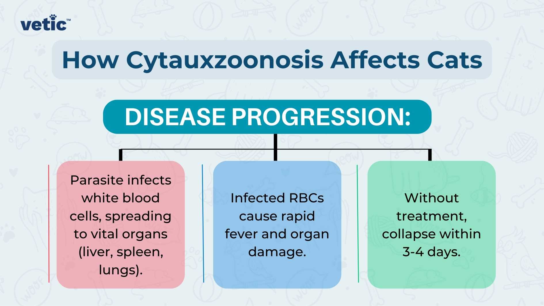 The image is an informative graphic titled “How Cytauxzoonosis Affects Cats” from ‘vetic’. It illustrates the disease progression of Cytauxzoonosis in cats through three main stages, each represented by a colored box with text and icons. First Stage (Pink Box): Icon: Magnifying glass over blood cells. Text: “Parasite infects white blood cells, spreading to vital organs (liver, spleen, lungs).” Middle Stage (Blue Box): Icon: Red blood cells (RBCs) and a broken heart. Text: “Infected RBCs cause rapid fever and organ damage.” Final Stage (Green Box): Icon: Hourglass. Text: “Without treatment, collapse within 3-4 days.”